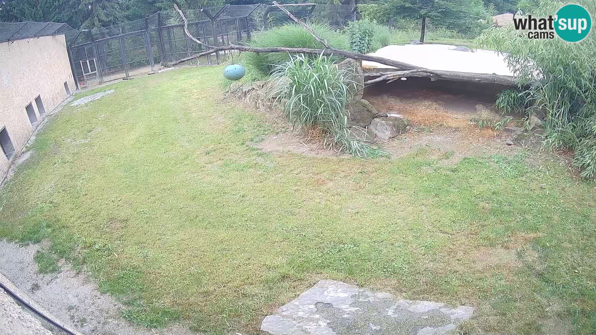 LION webcam en direct du zoo de Ljubljana – Slovénie