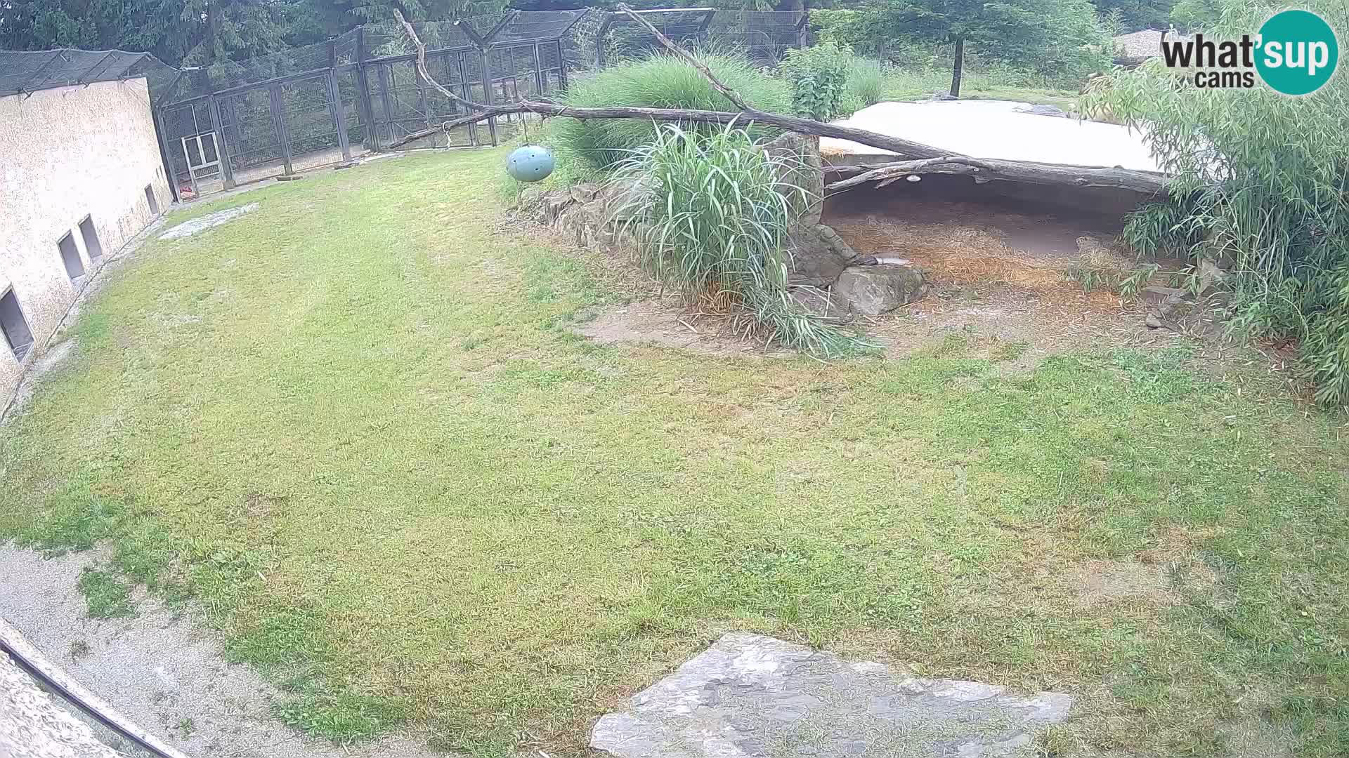 LION live Webcam in Ljubljana Zoo – Slovenia