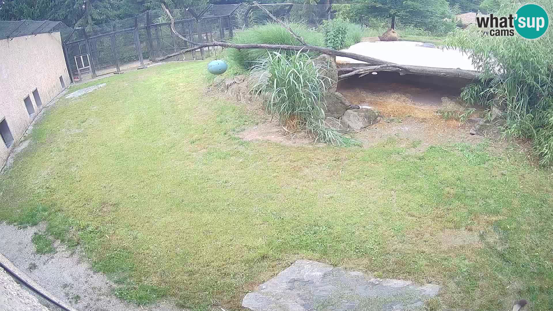 LION webcam en direct du zoo de Ljubljana – Slovénie