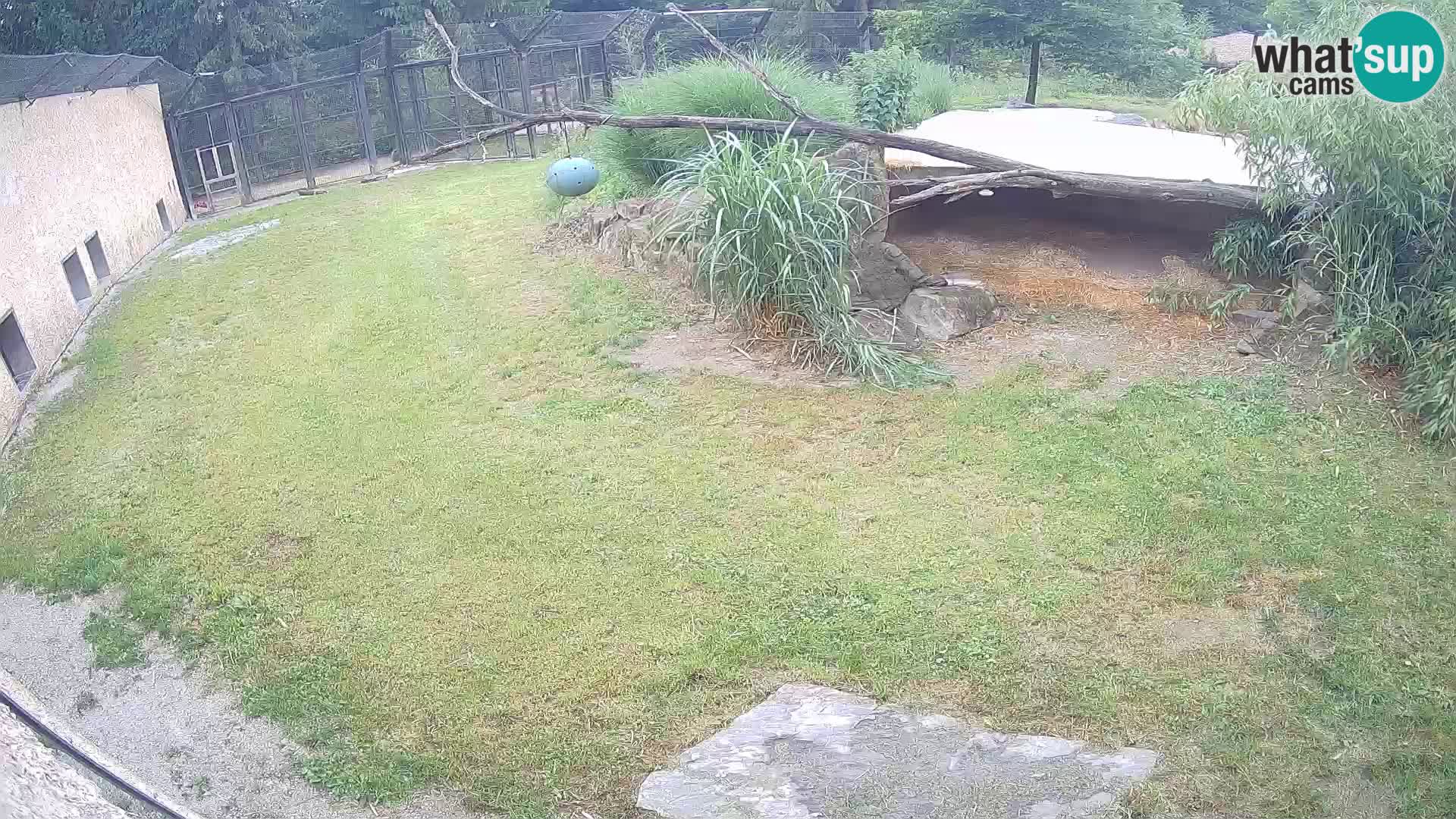 LEONE live Webcam nello zoo di Lubiana – Slovenia
