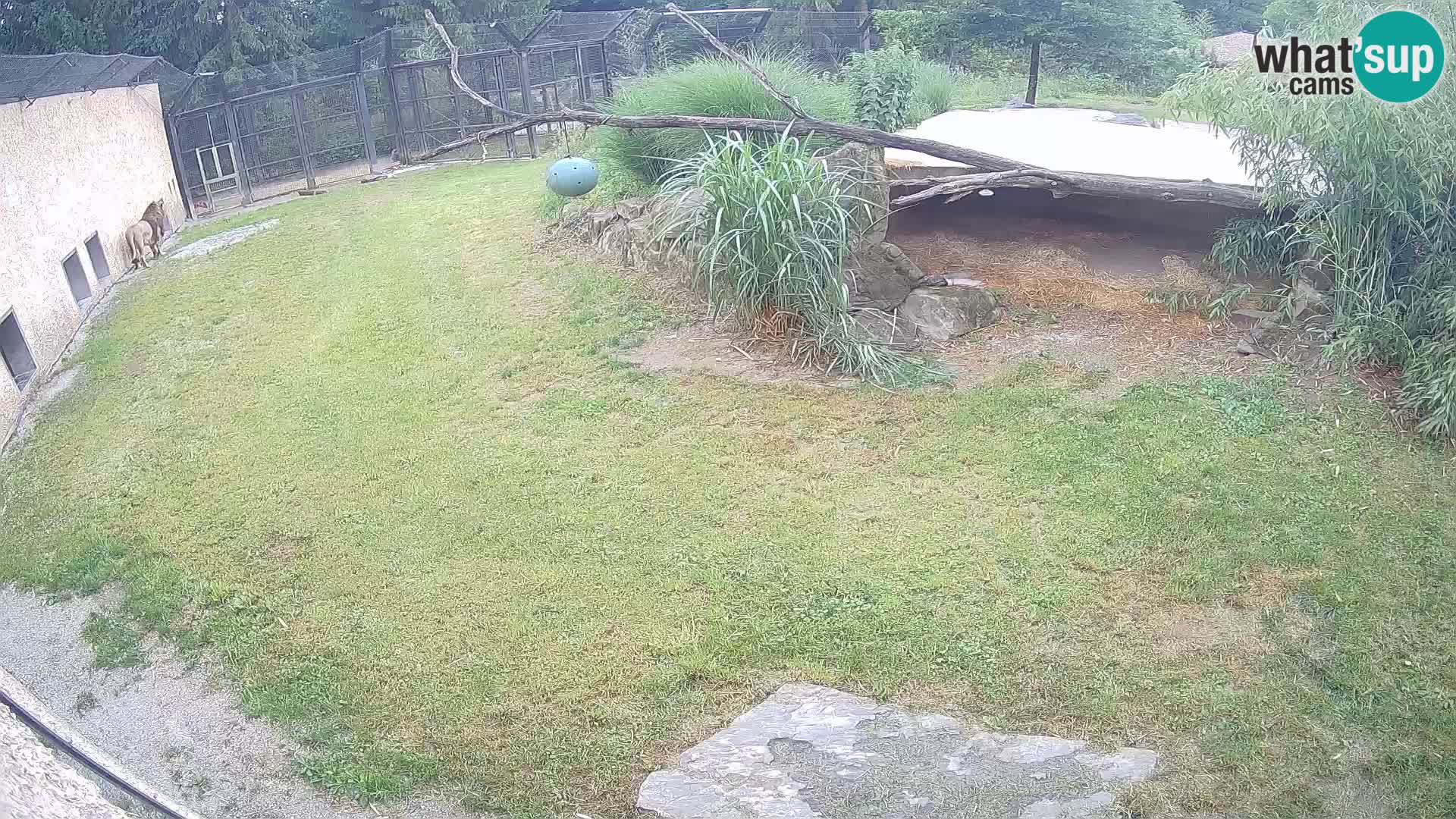 LION live Webcam in Ljubljana Zoo – Slovenia