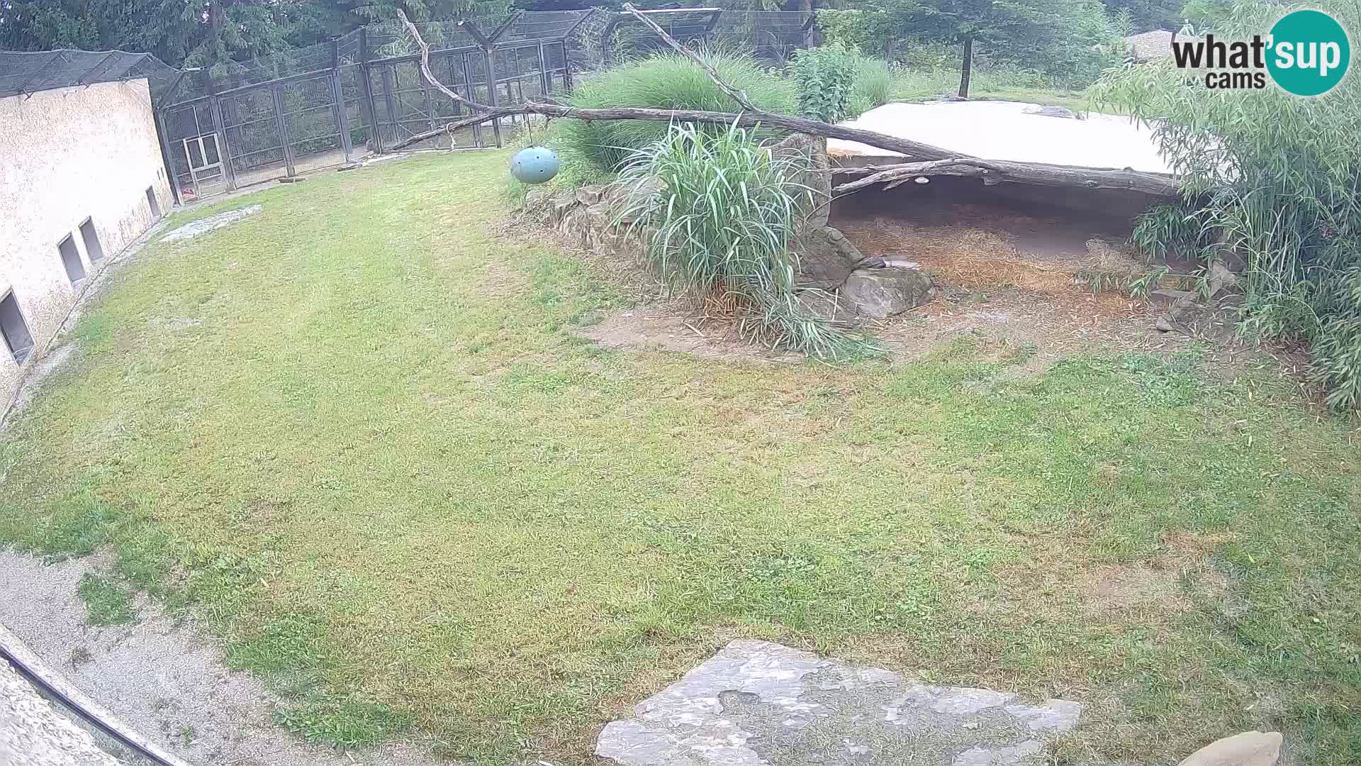 LION webcam en direct du zoo de Ljubljana – Slovénie