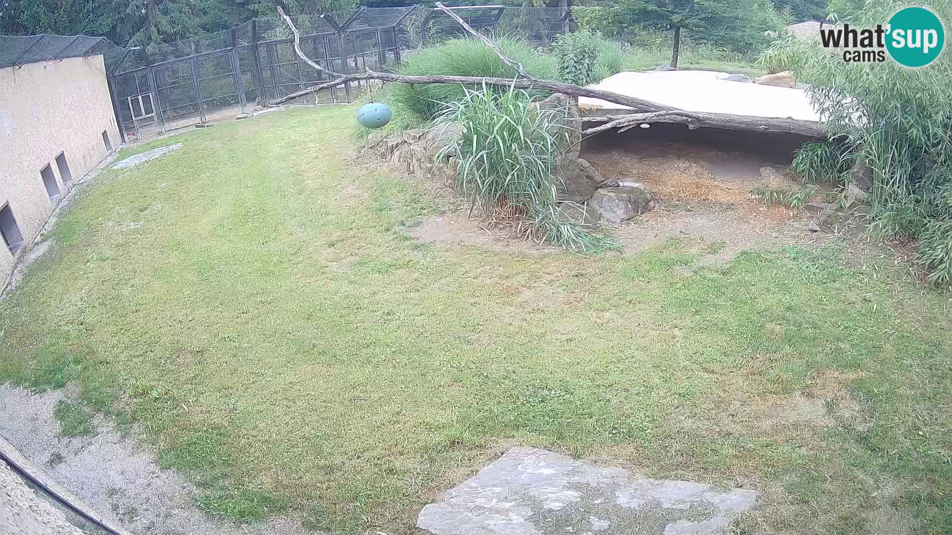 LION webcam en direct du zoo de Ljubljana – Slovénie