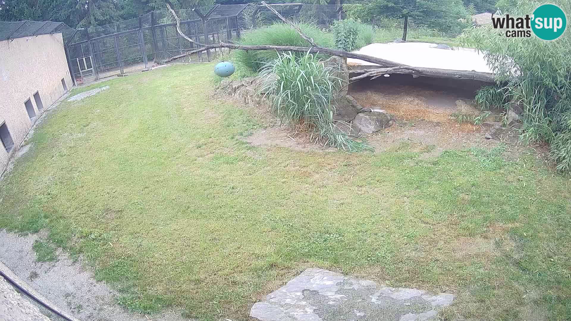 LION webcam en direct du zoo de Ljubljana – Slovénie