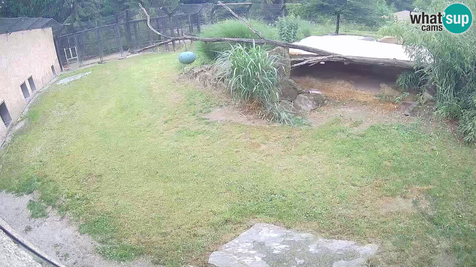 LION live Webcam in Ljubljana Zoo – Slovenia