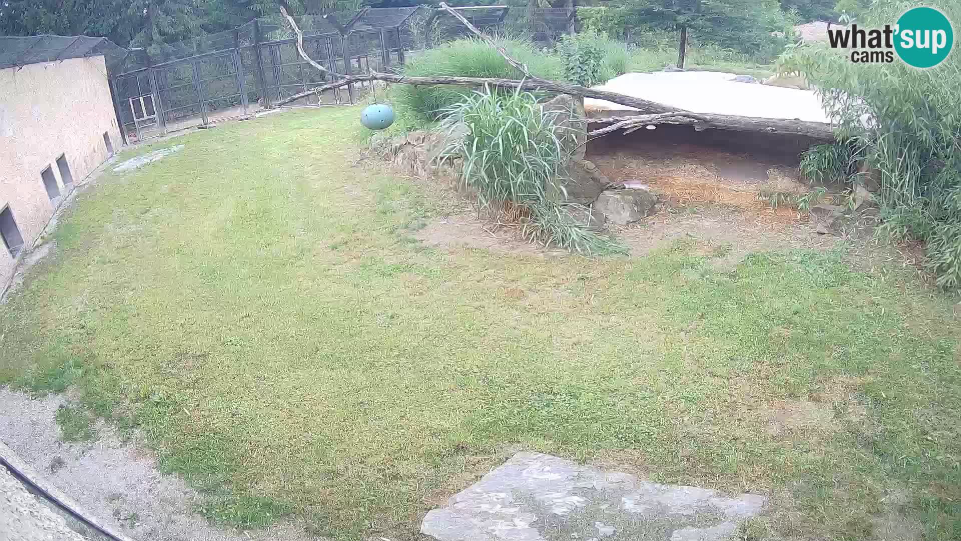 LEVI spletna kamera v živalskem vrtu Ljubljana Zoo