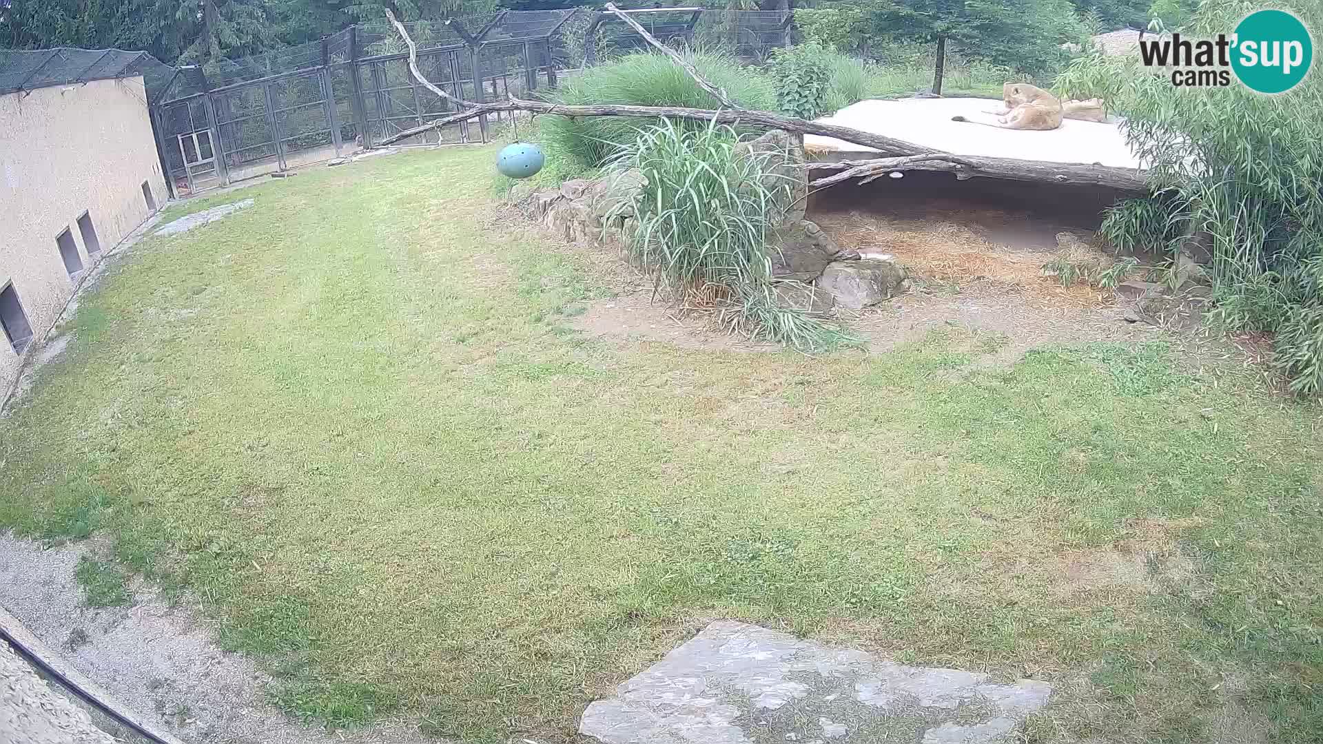 Lavovi web kamera uživo u ljubljanskom zoološkom vrtu – Slovenija