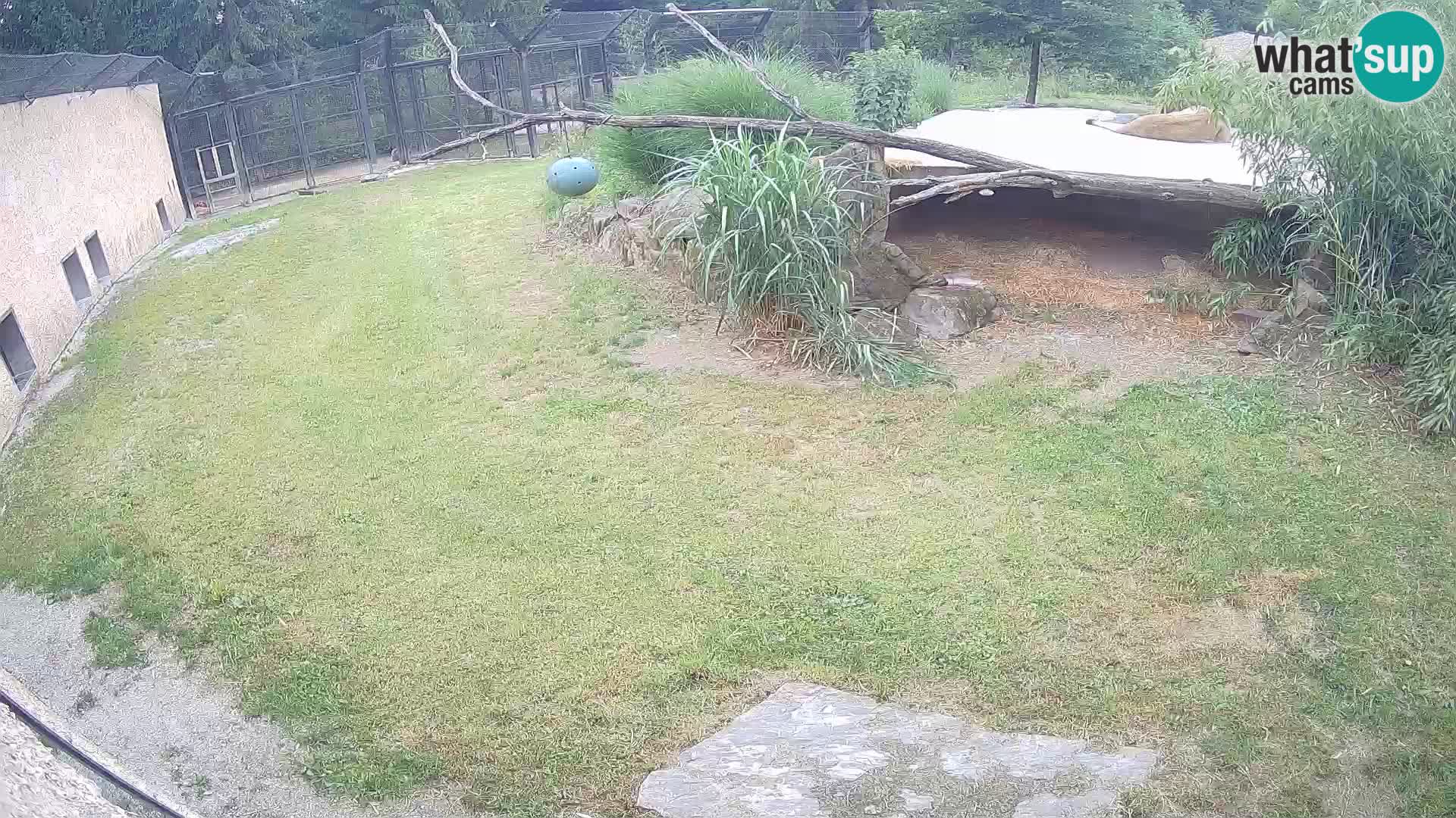 LION webcam en direct du zoo de Ljubljana – Slovénie