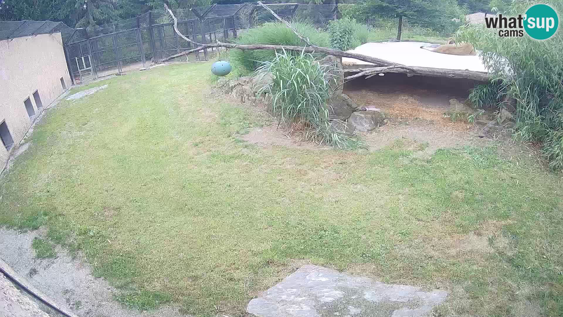 Löwe live Webcam im Zoo von Ljubljana – Slowenien