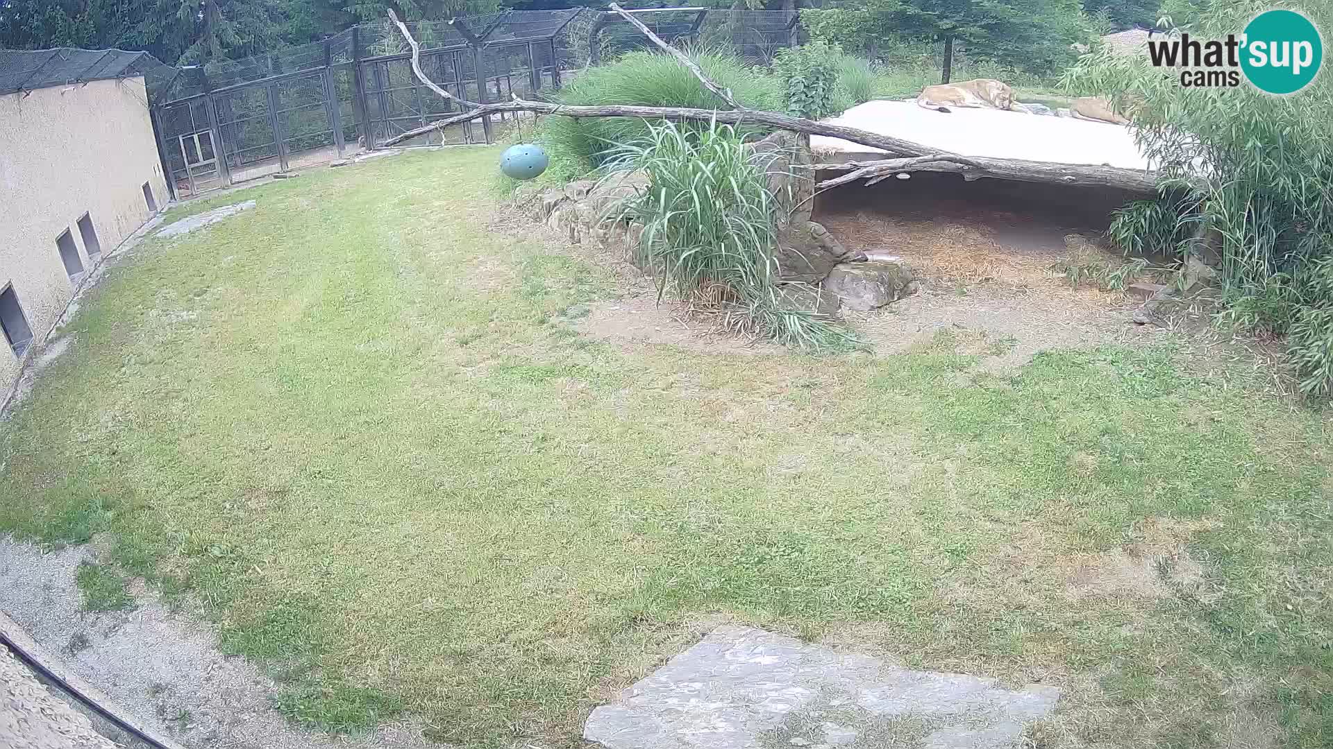 LEON Webcam en vivo en Ljubljana Zoo – Eslovenia