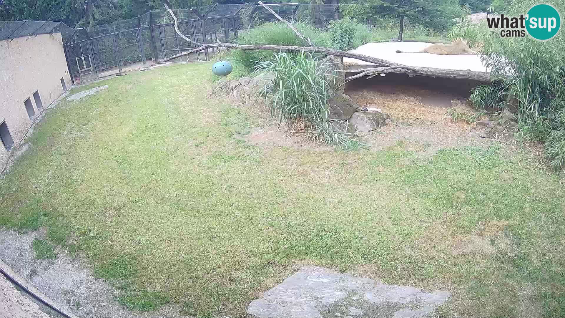 Löwe live Webcam im Zoo von Ljubljana – Slowenien