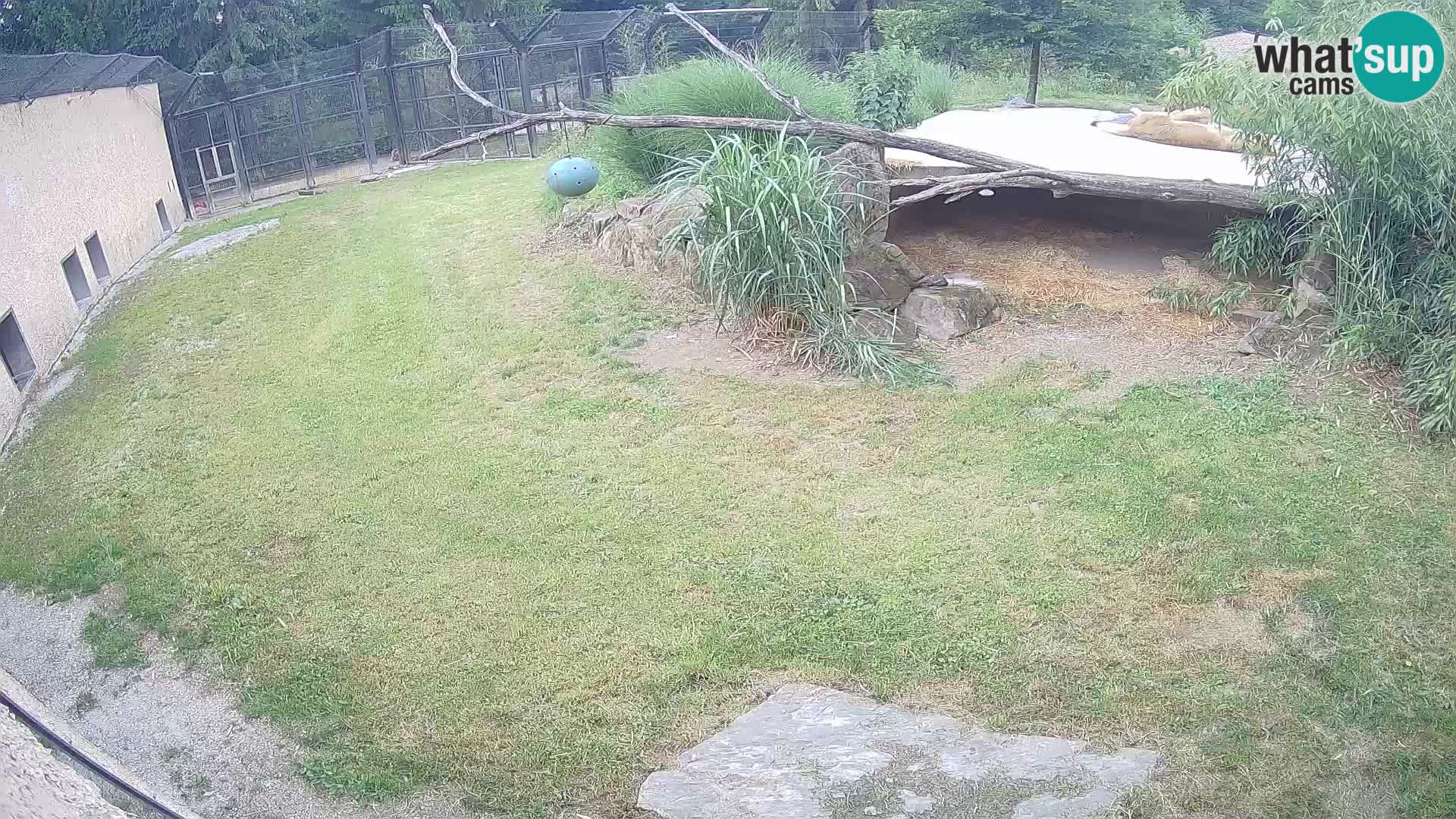 LEVI spletna kamera v živalskem vrtu Ljubljana Zoo