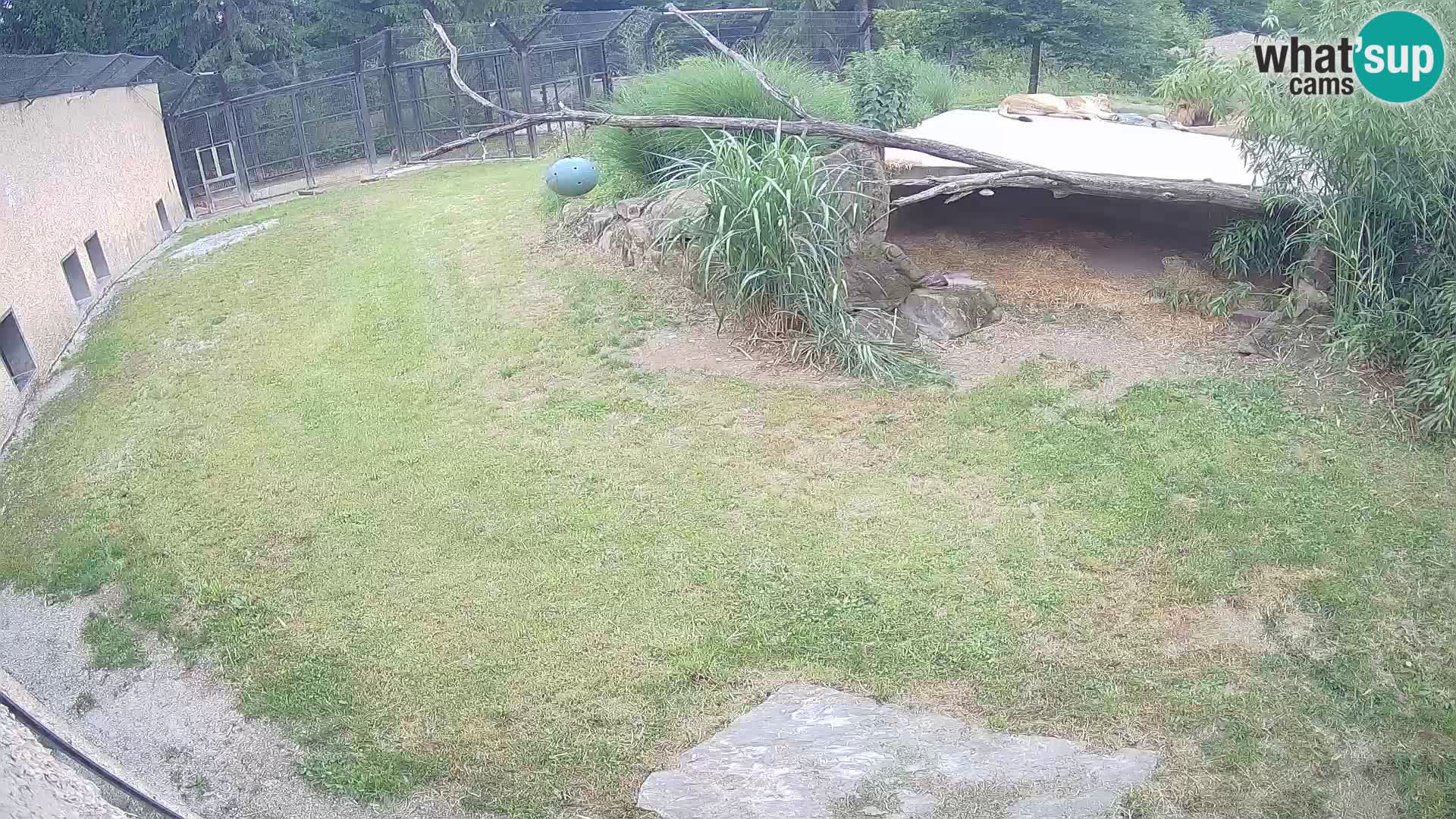 LION live Webcam in Ljubljana Zoo – Slovenia
