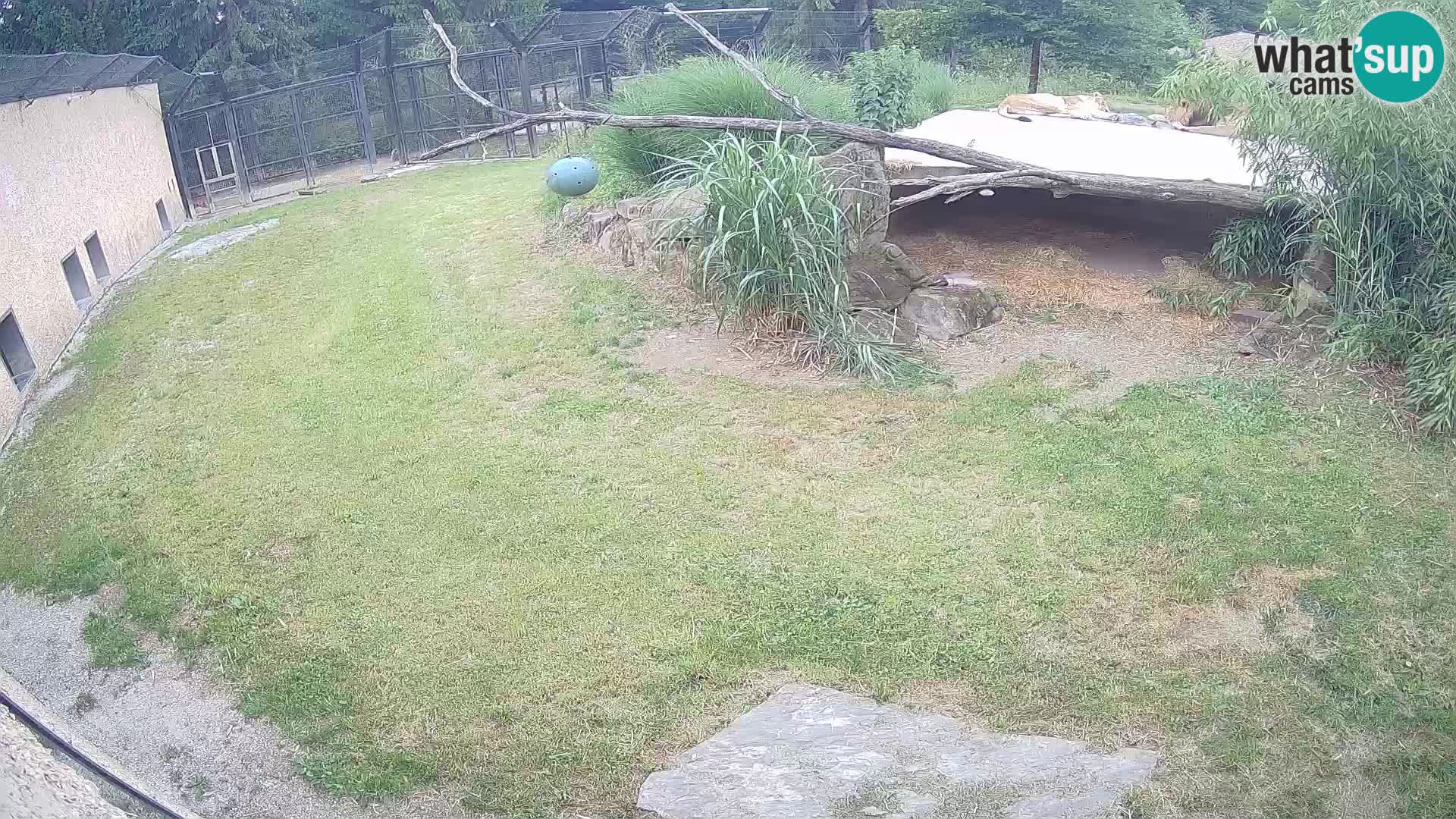 LION live Webcam in Ljubljana Zoo – Slovenia