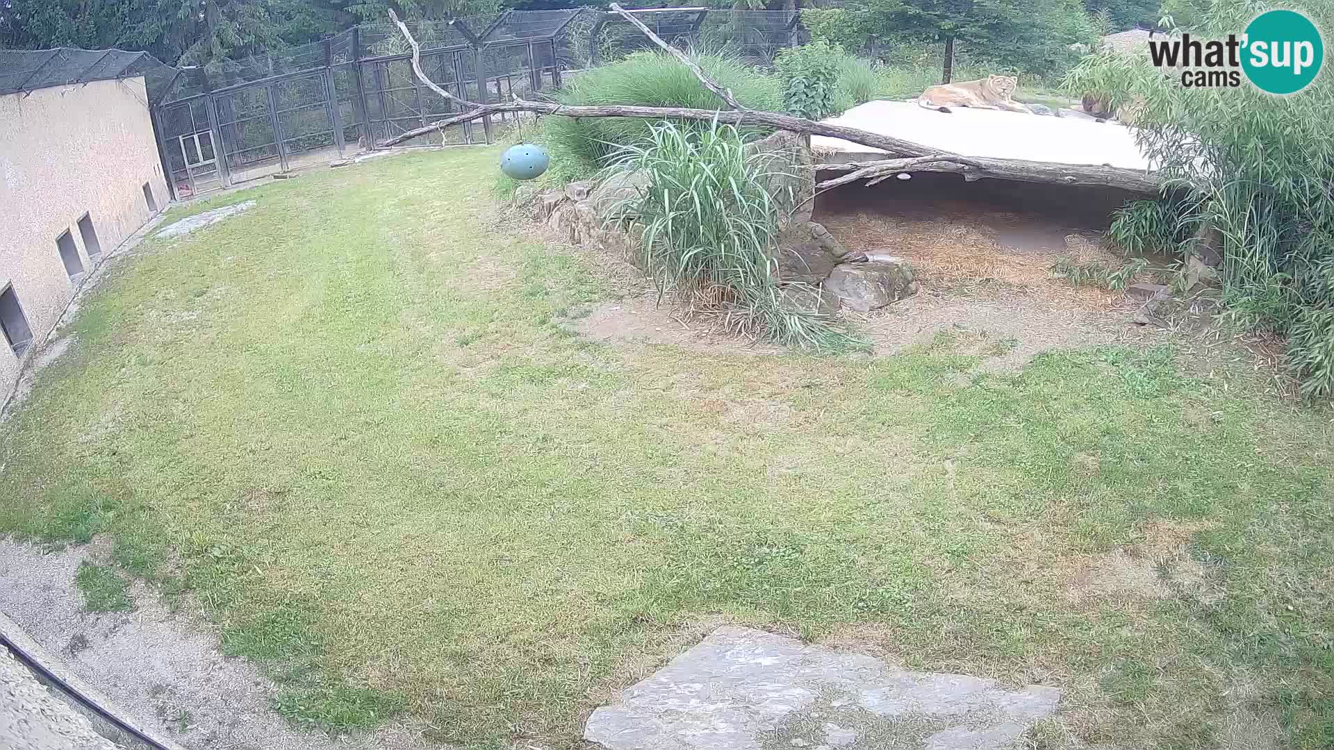 Löwe live Webcam im Zoo von Ljubljana – Slowenien