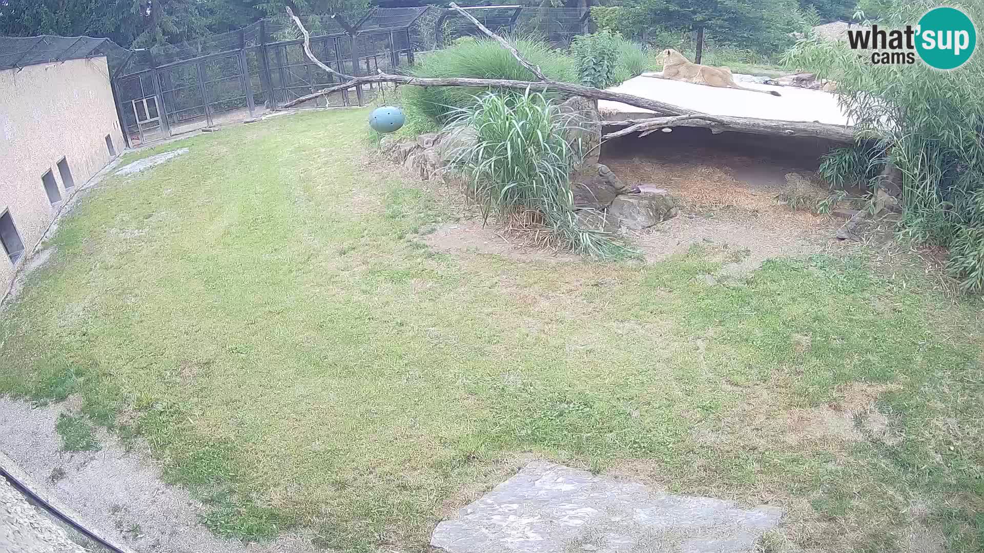 Löwe live Webcam im Zoo von Ljubljana – Slowenien