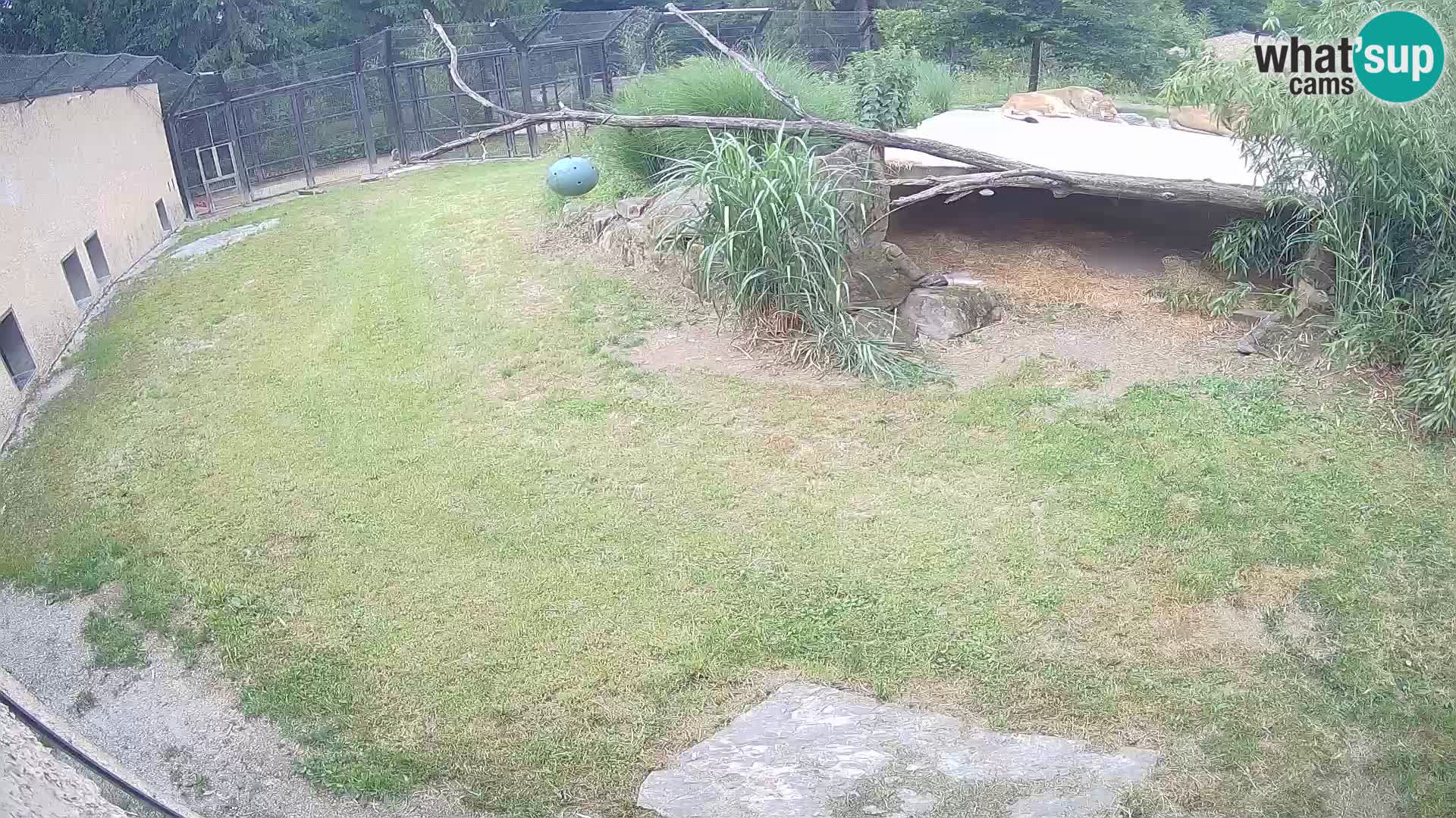 LEVI spletna kamera v živalskem vrtu Ljubljana Zoo