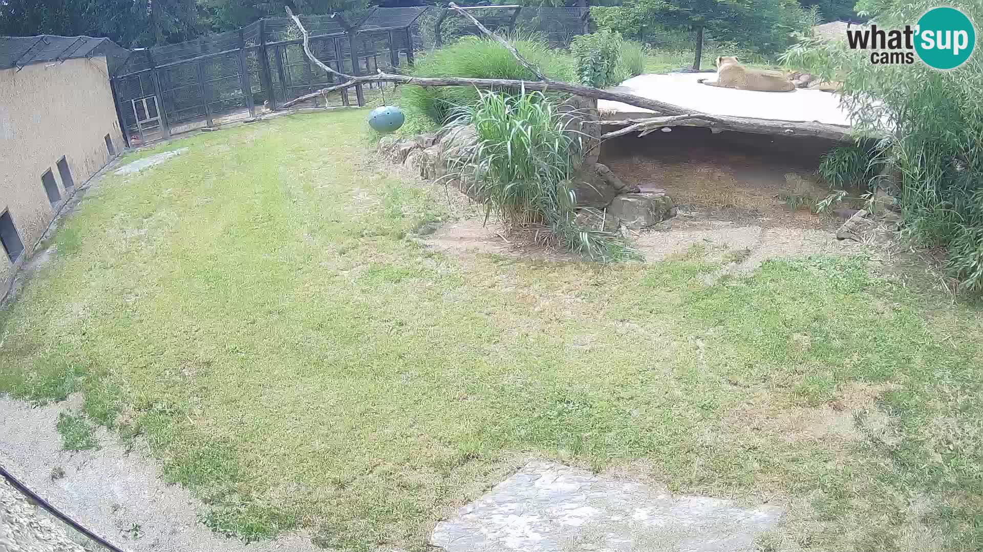 LEONE live Webcam nello zoo di Lubiana – Slovenia