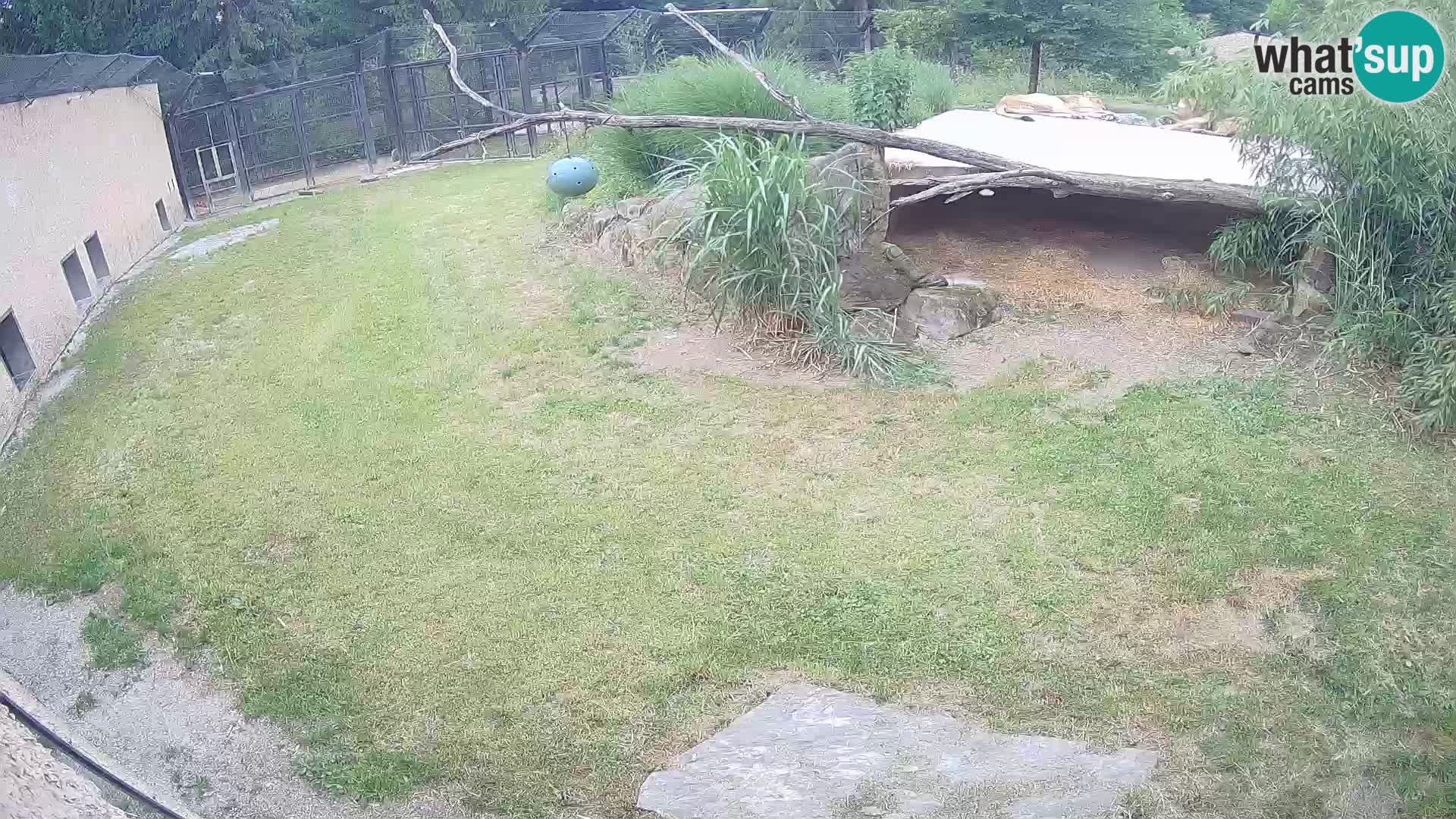 LION webcam en direct du zoo de Ljubljana – Slovénie