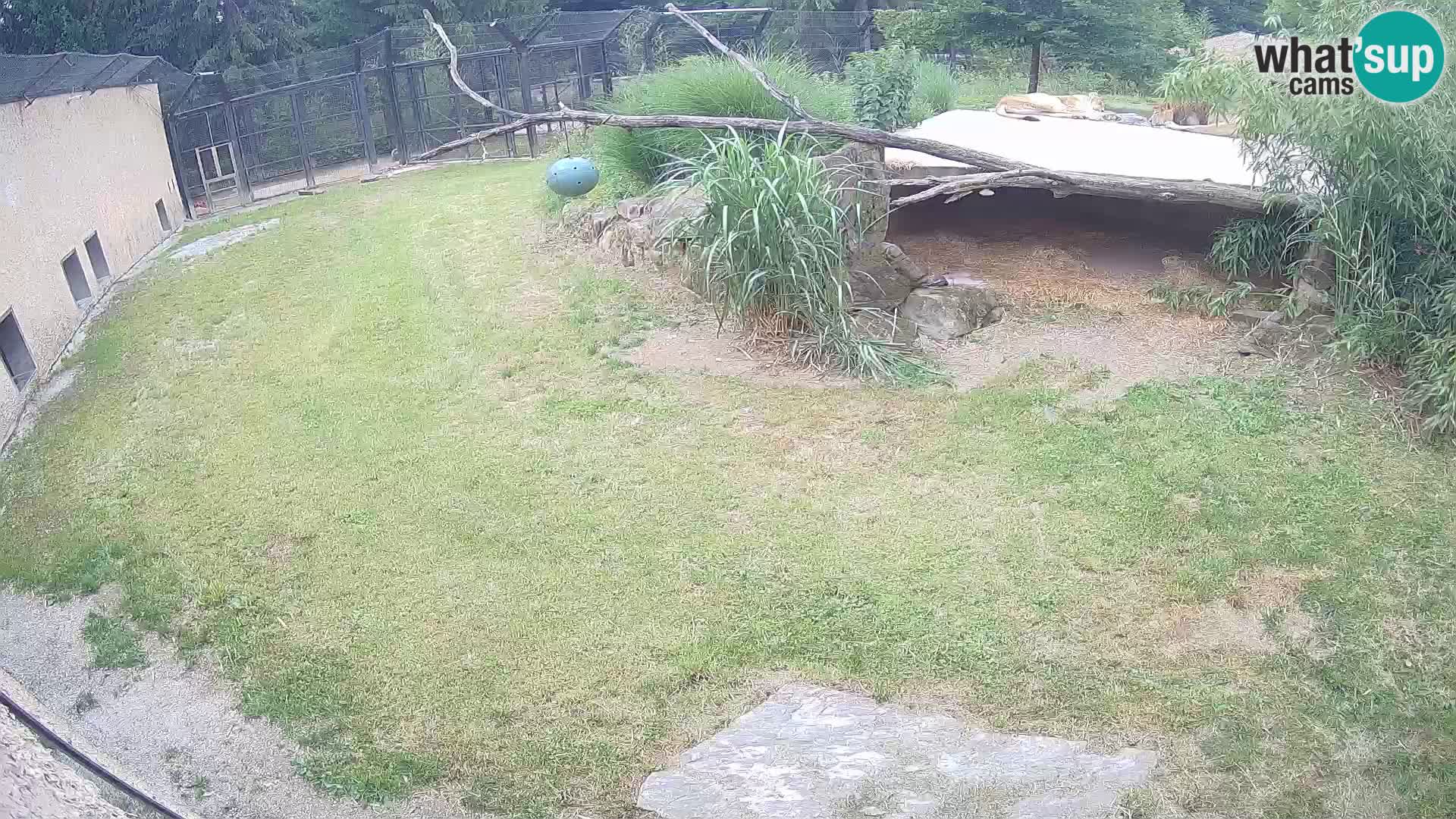 LEON Webcam en vivo en Ljubljana Zoo – Eslovenia