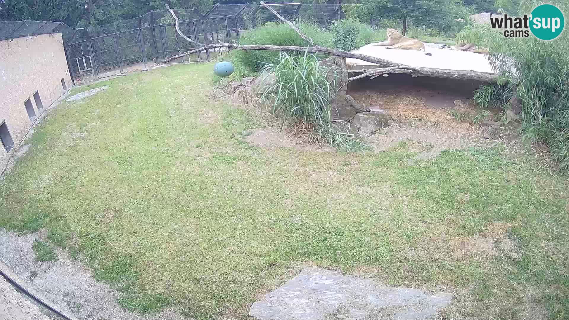 Lavovi web kamera uživo u ljubljanskom zoološkom vrtu – Slovenija