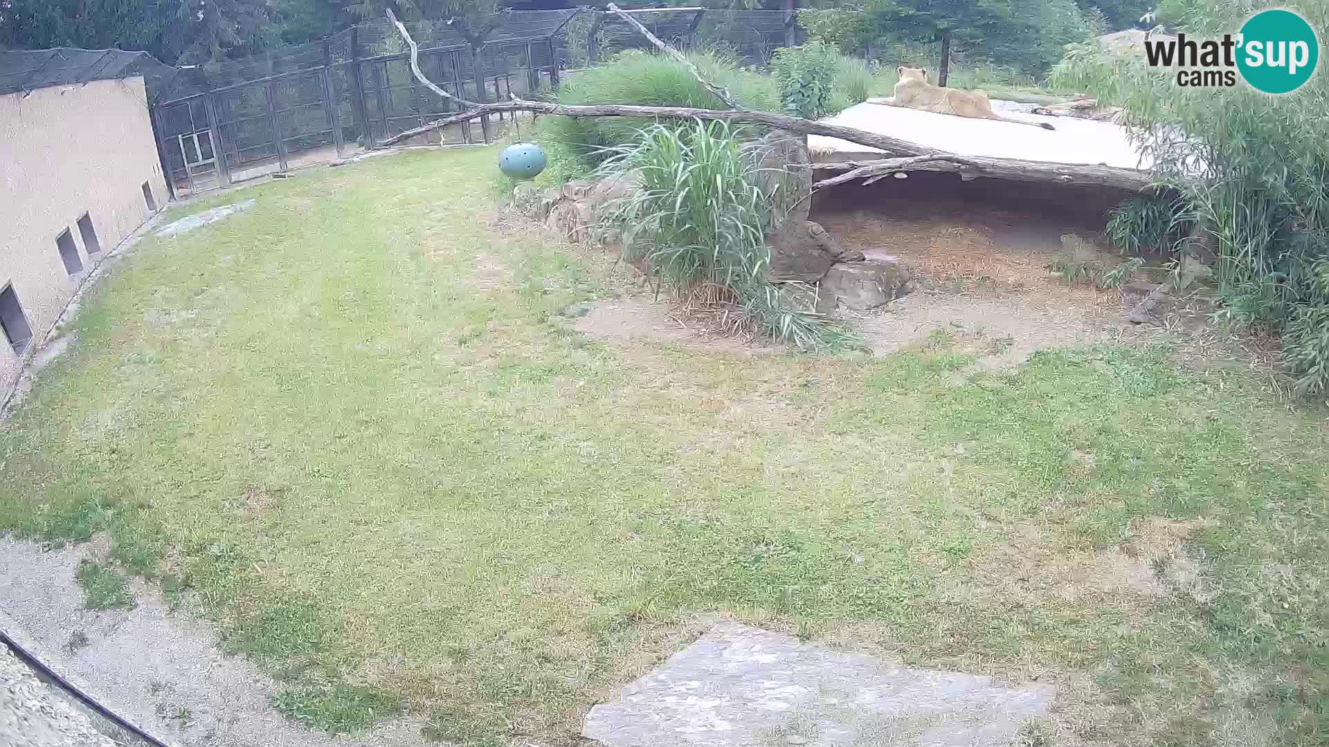 LION webcam en direct du zoo de Ljubljana – Slovénie
