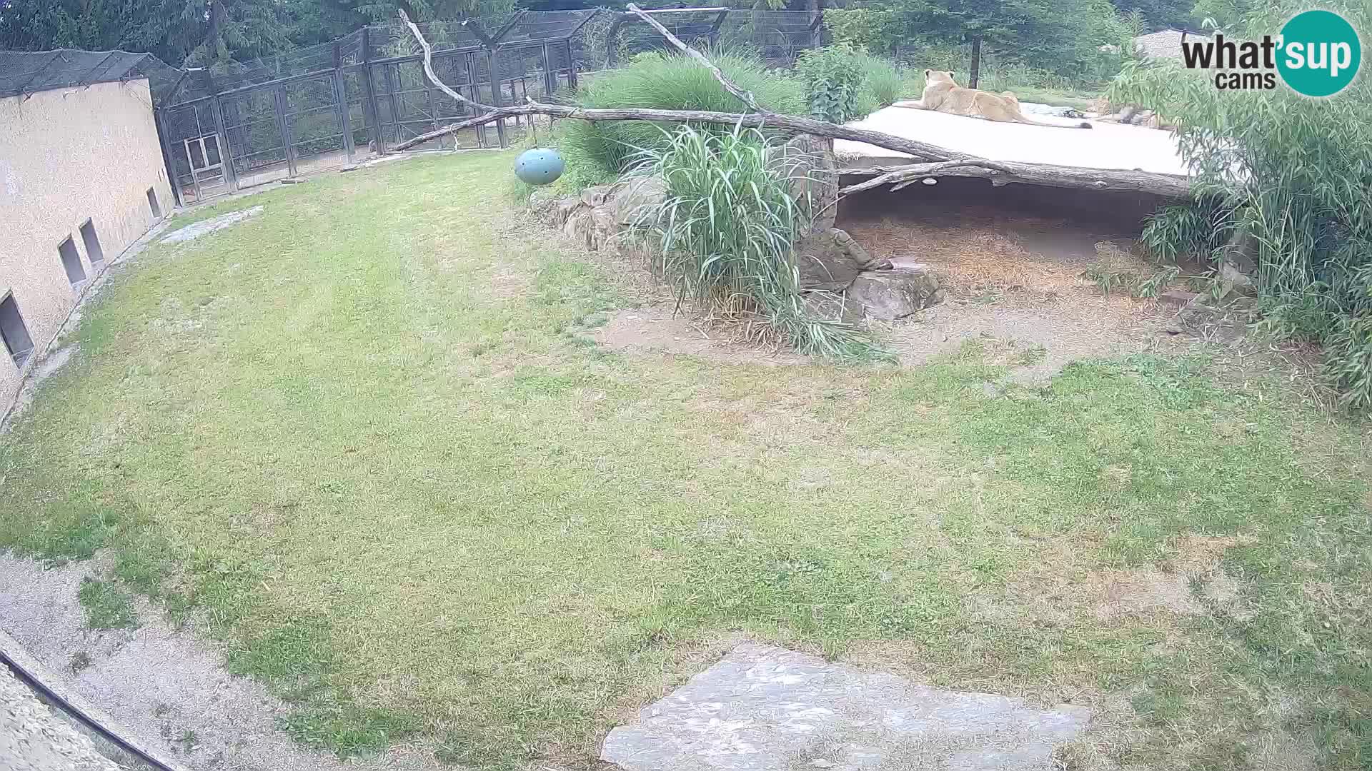 LION webcam en direct du zoo de Ljubljana – Slovénie