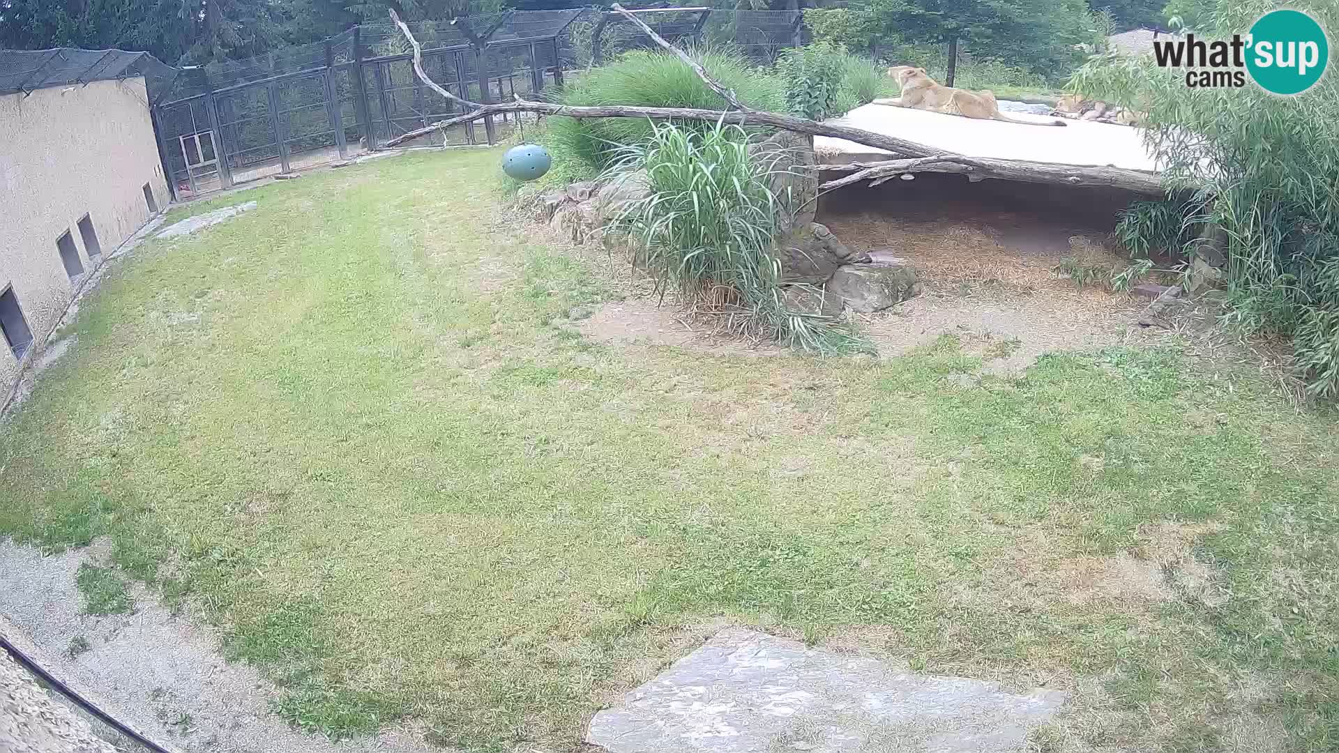 LION live Webcam in Ljubljana Zoo – Slovenia