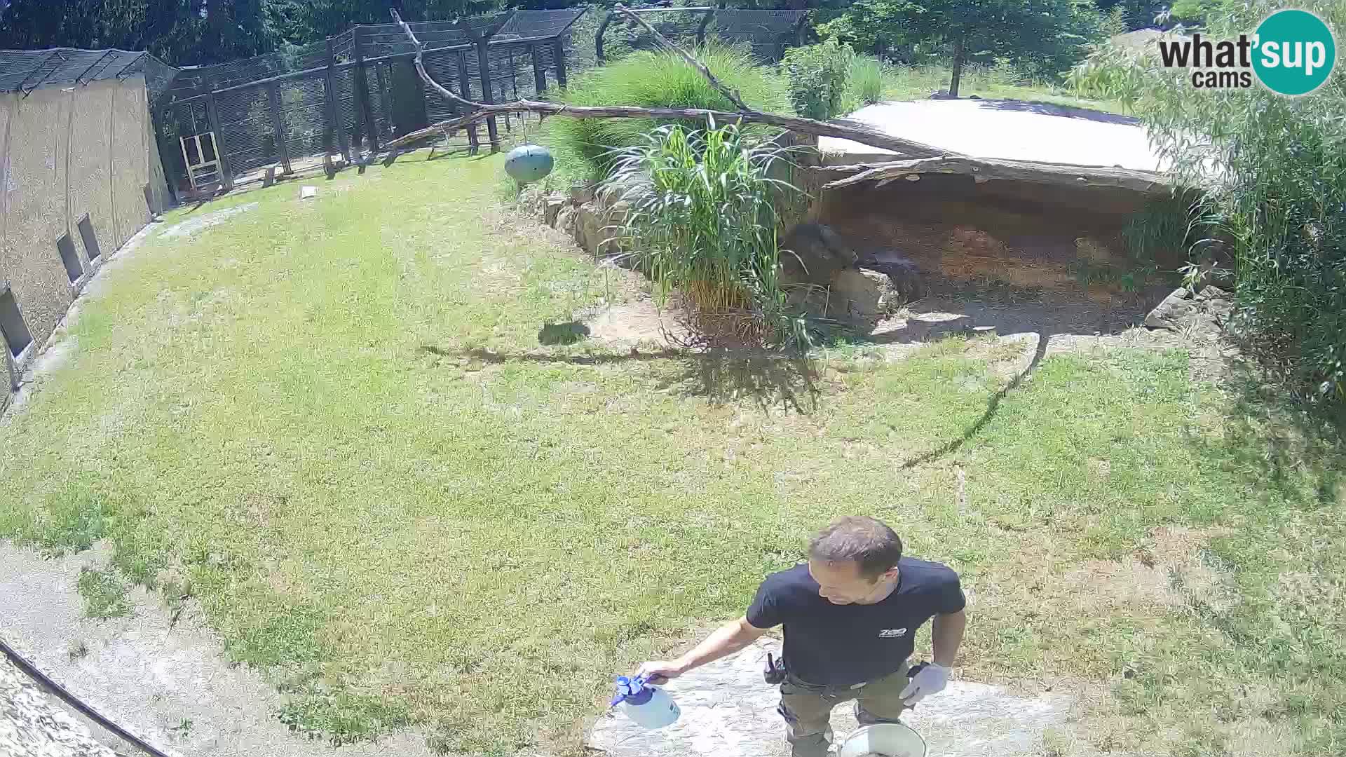 LEON Webcam en vivo en Ljubljana Zoo – Eslovenia