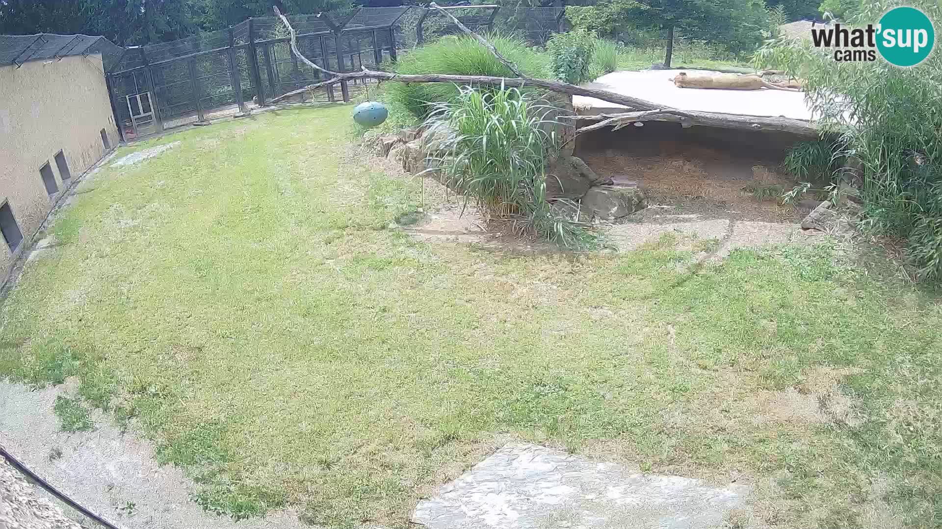 Lavovi web kamera uživo u ljubljanskom zoološkom vrtu – Slovenija