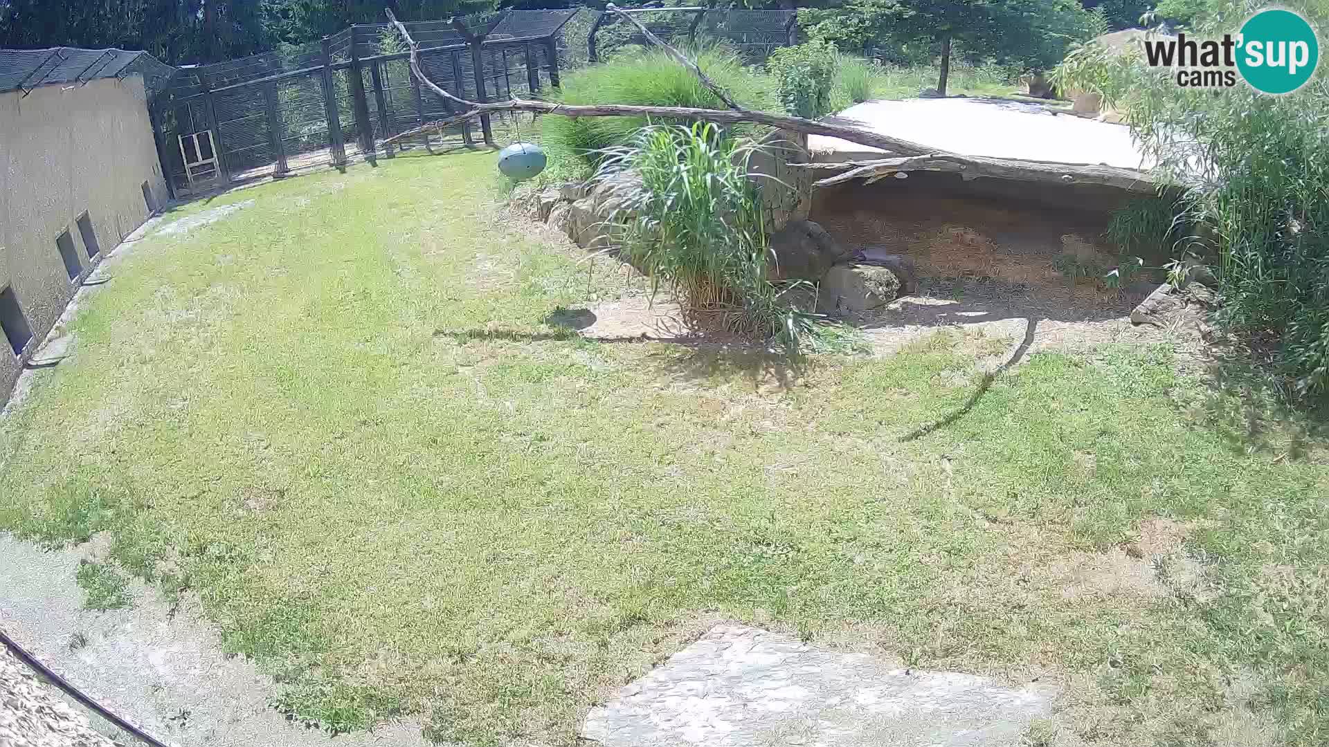 LION live Webcam in Ljubljana Zoo – Slovenia