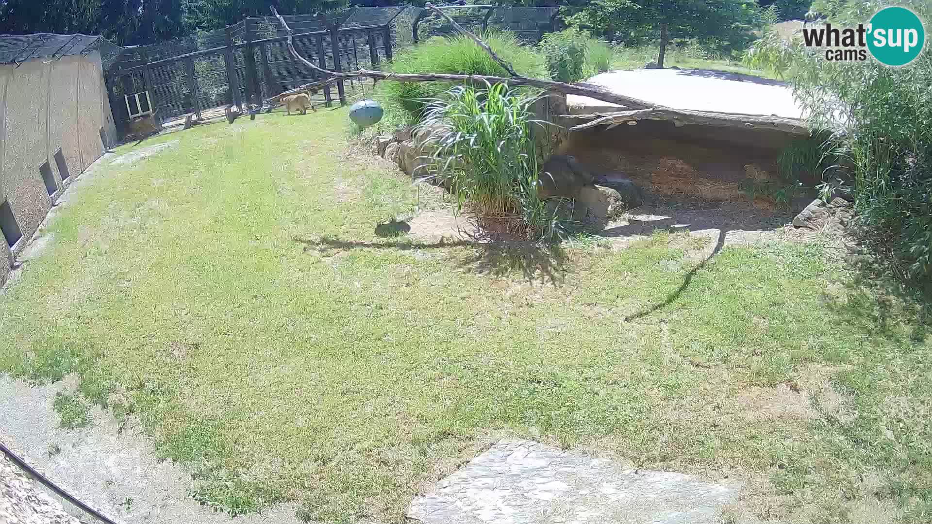 Löwe live Webcam im Zoo von Ljubljana – Slowenien