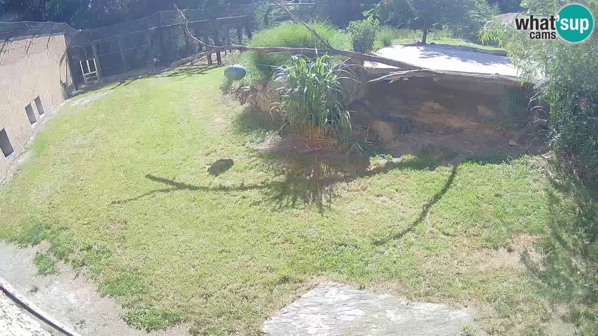LION live Webcam in Ljubljana Zoo – Slovenia