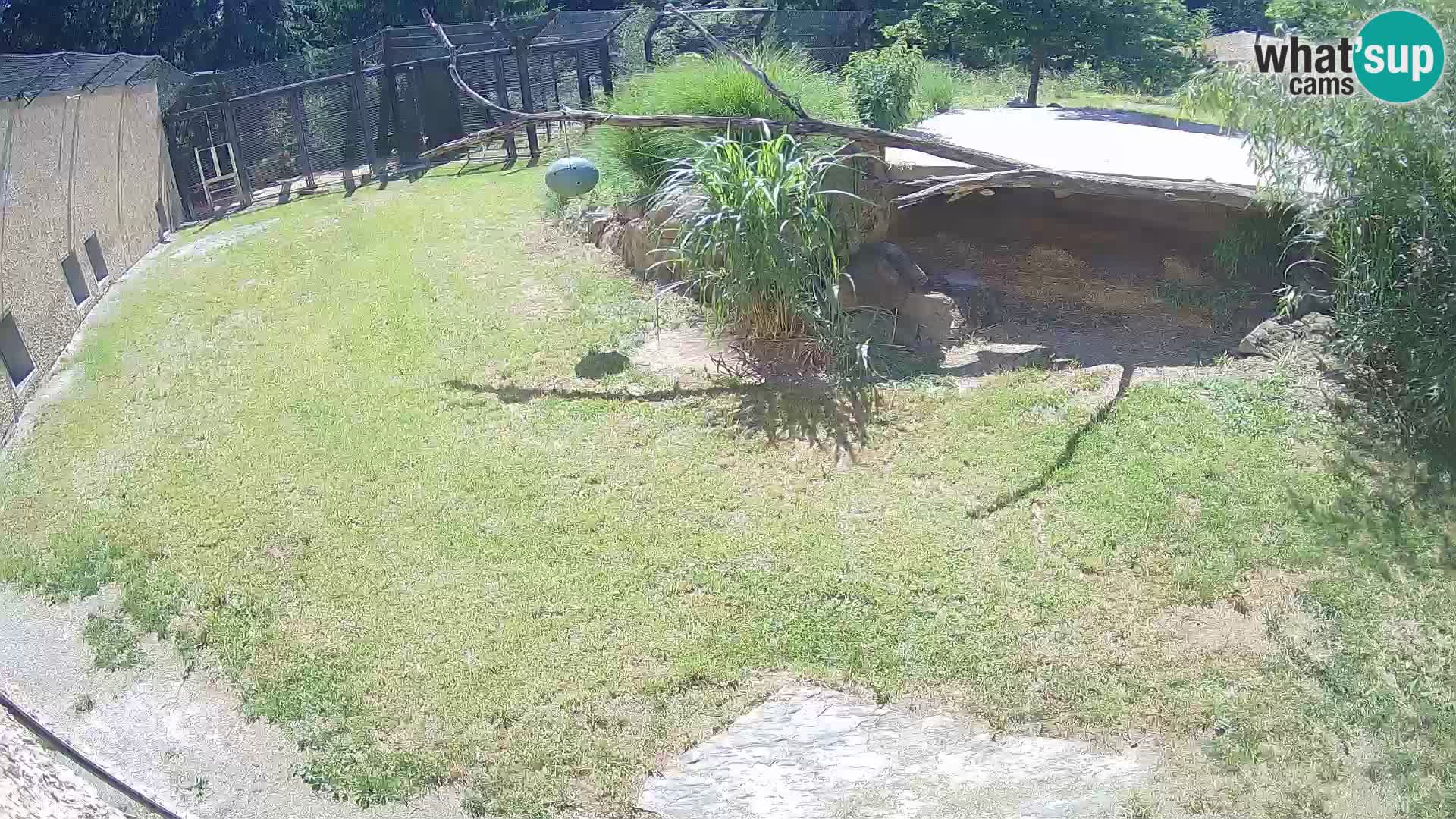 LION live Webcam in Ljubljana Zoo – Slovenia
