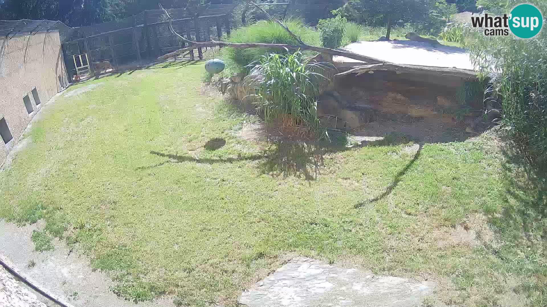 Löwe live Webcam im Zoo von Ljubljana – Slowenien