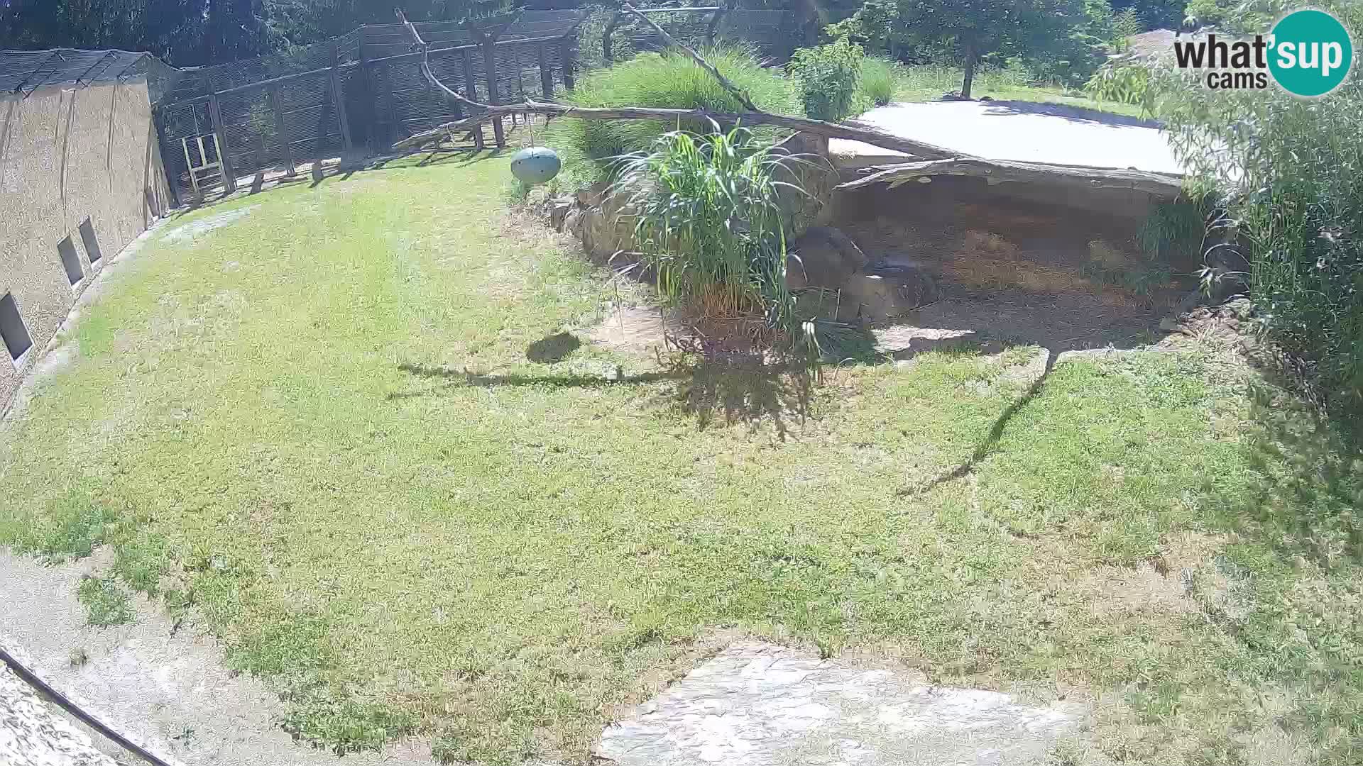 LION webcam en direct du zoo de Ljubljana – Slovénie