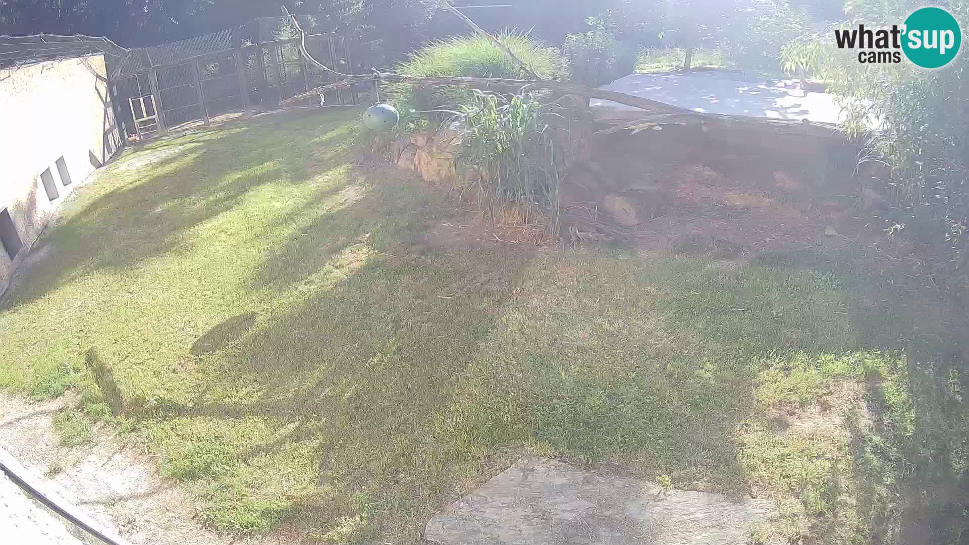 LION webcam en direct du zoo de Ljubljana – Slovénie