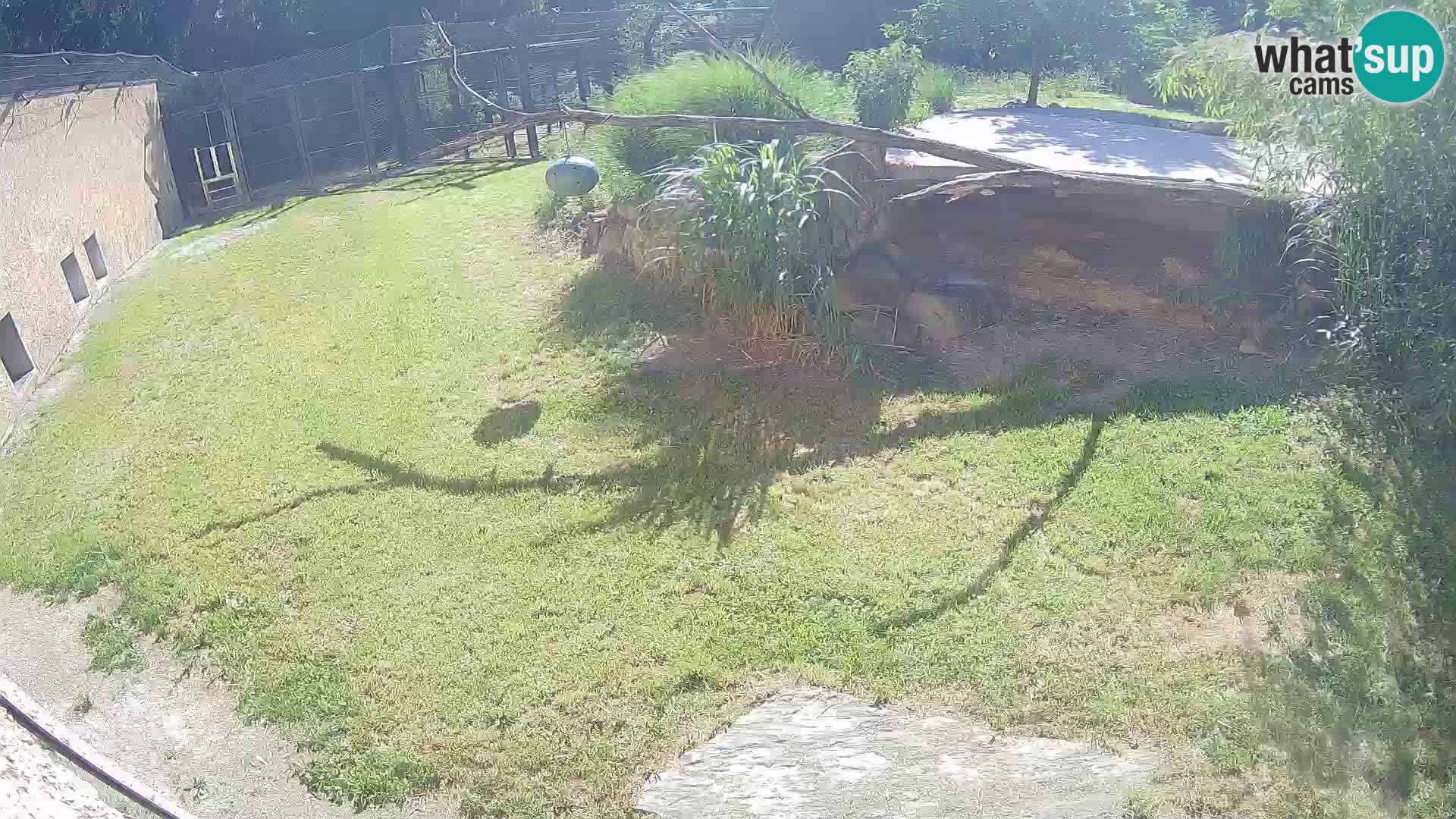 LION live Webcam in Ljubljana Zoo – Slovenia