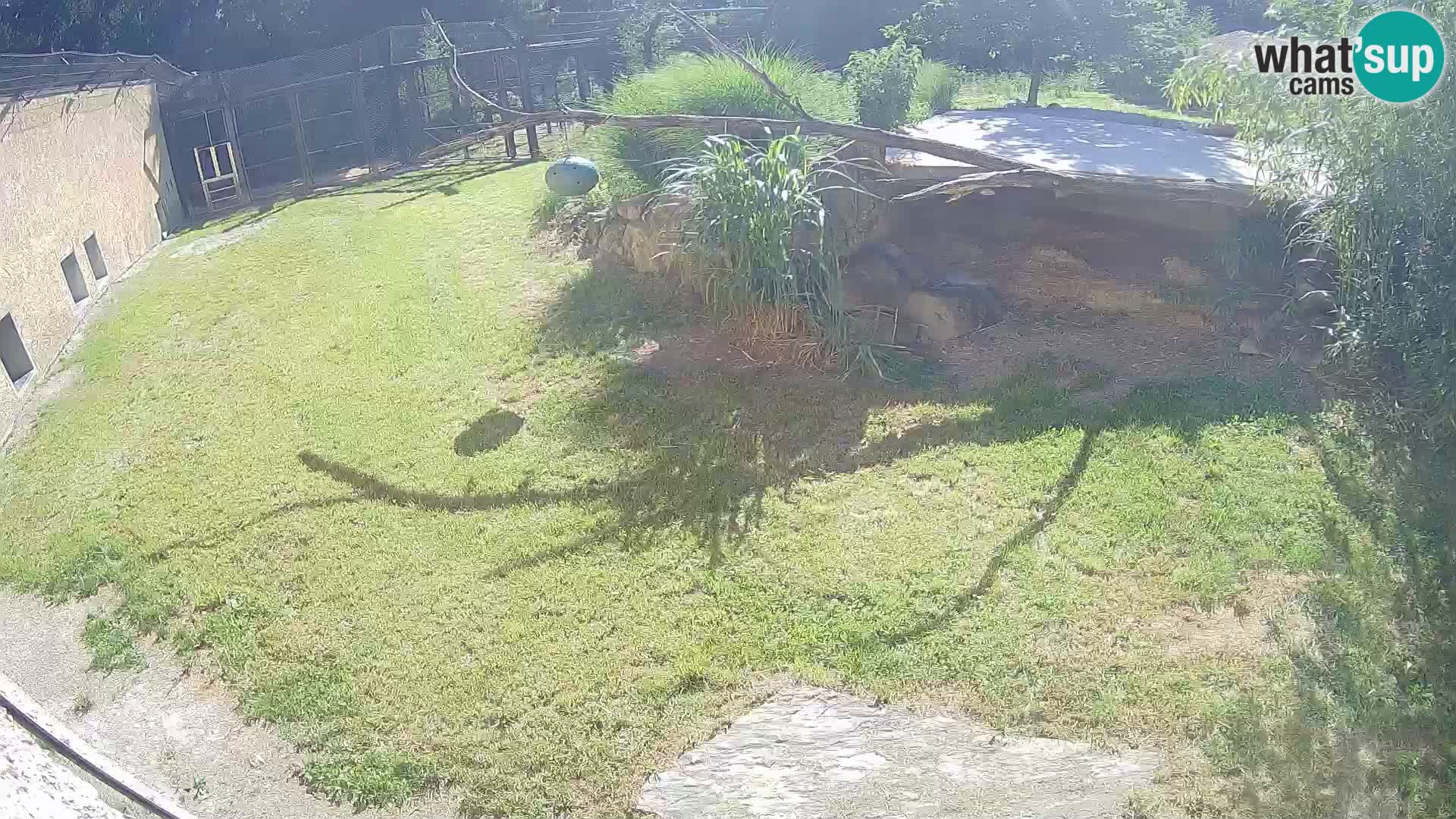 LION webcam en direct du zoo de Ljubljana – Slovénie