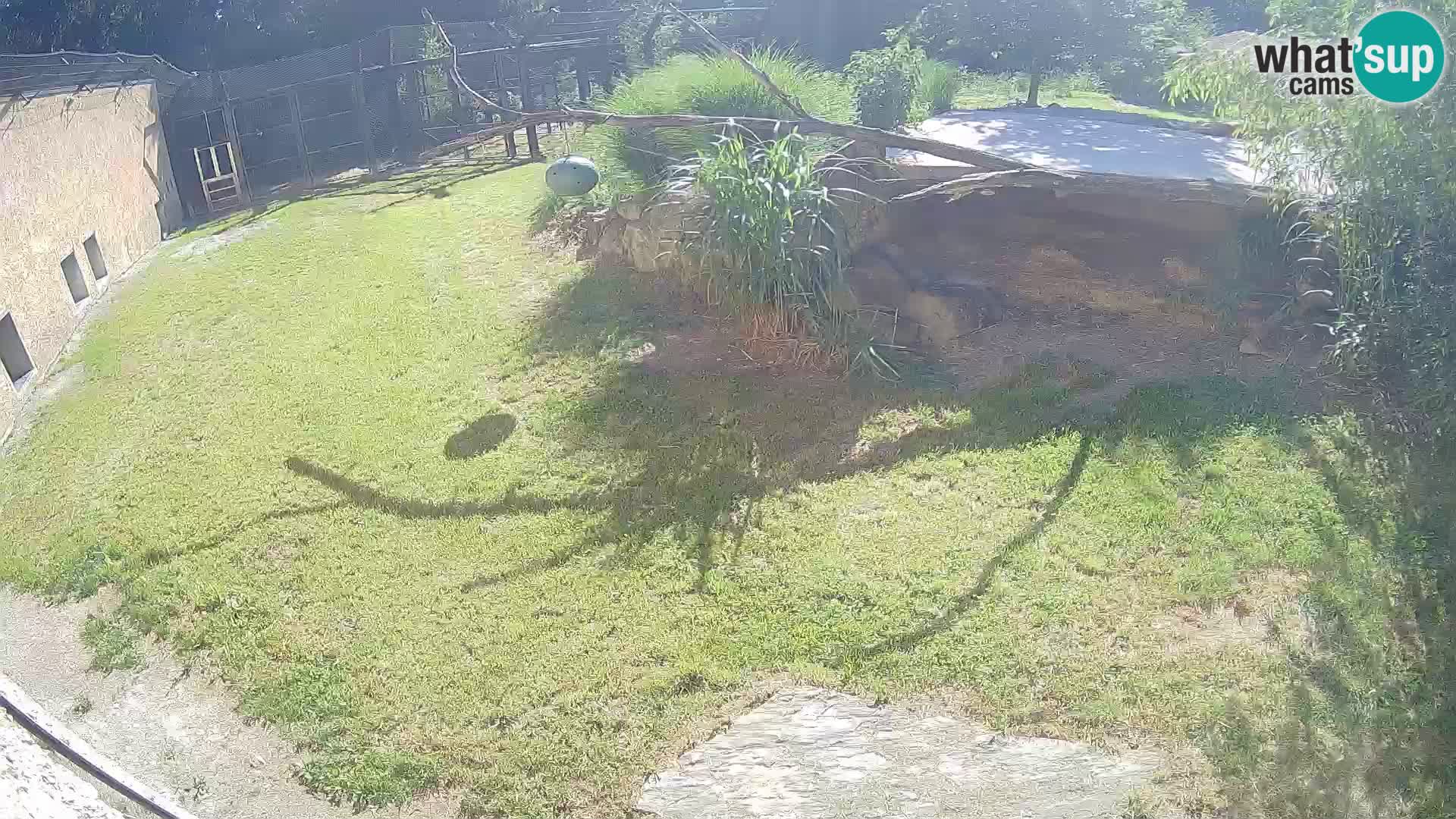 LEONE live Webcam nello zoo di Lubiana – Slovenia