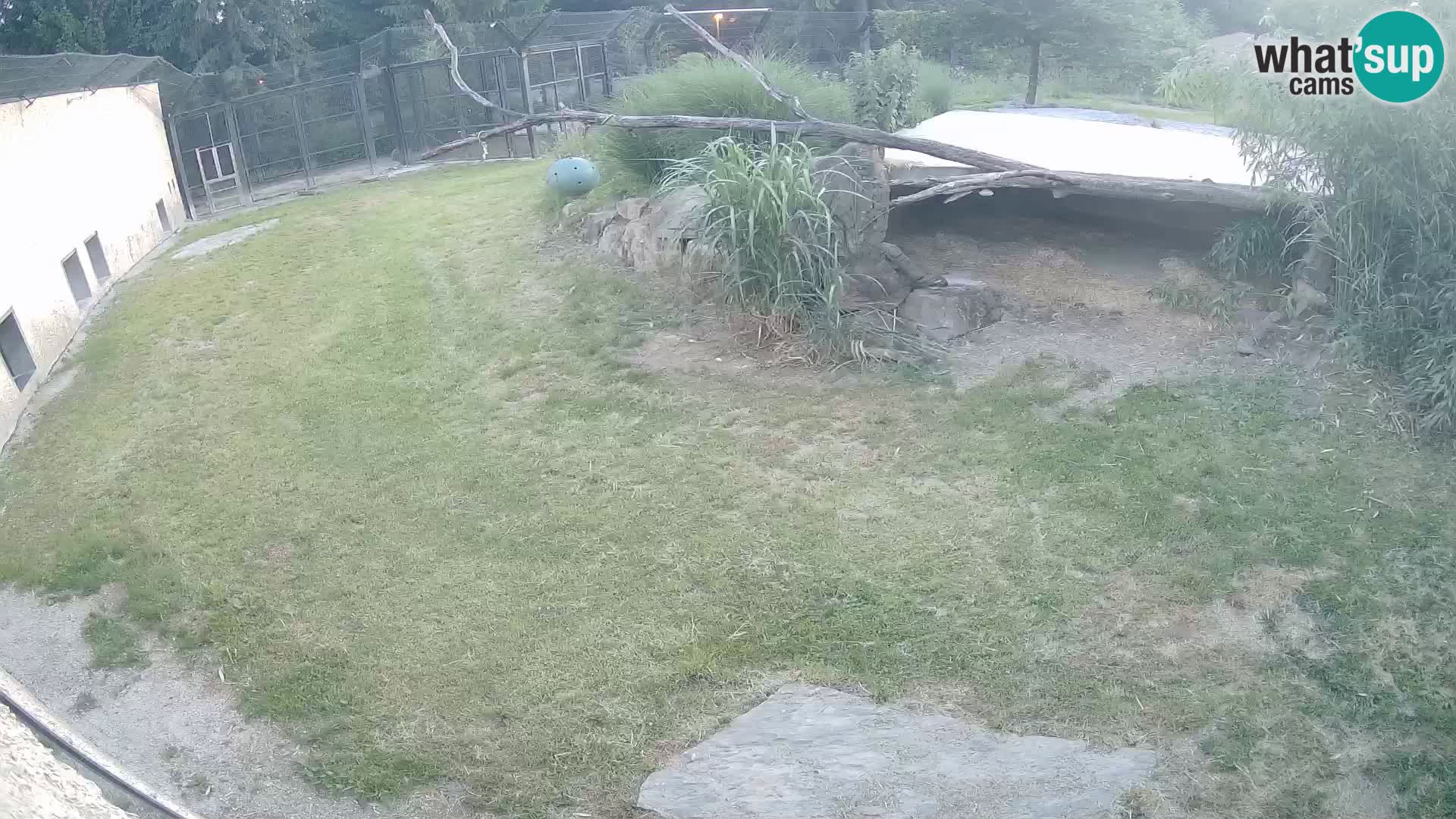LION webcam en direct du zoo de Ljubljana – Slovénie