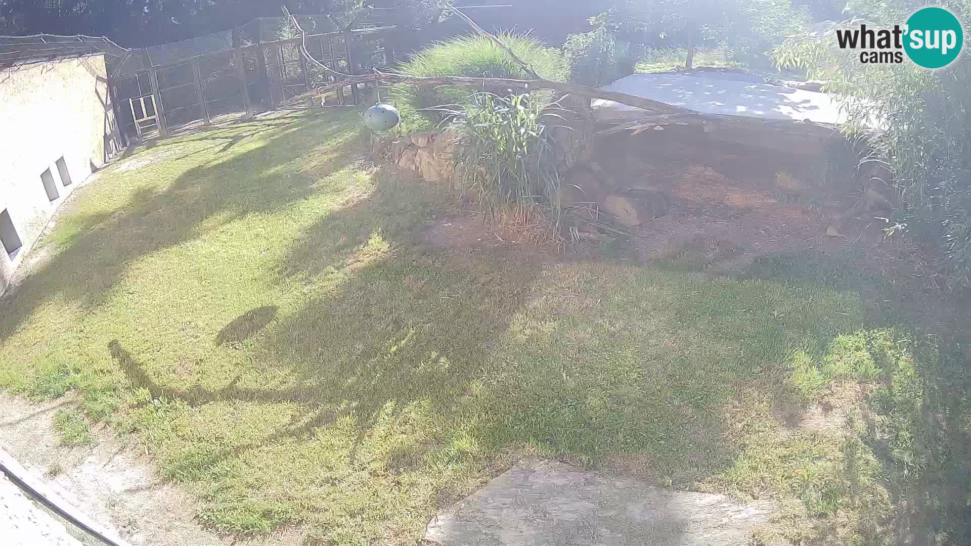 LEONE live Webcam nello zoo di Lubiana – Slovenia