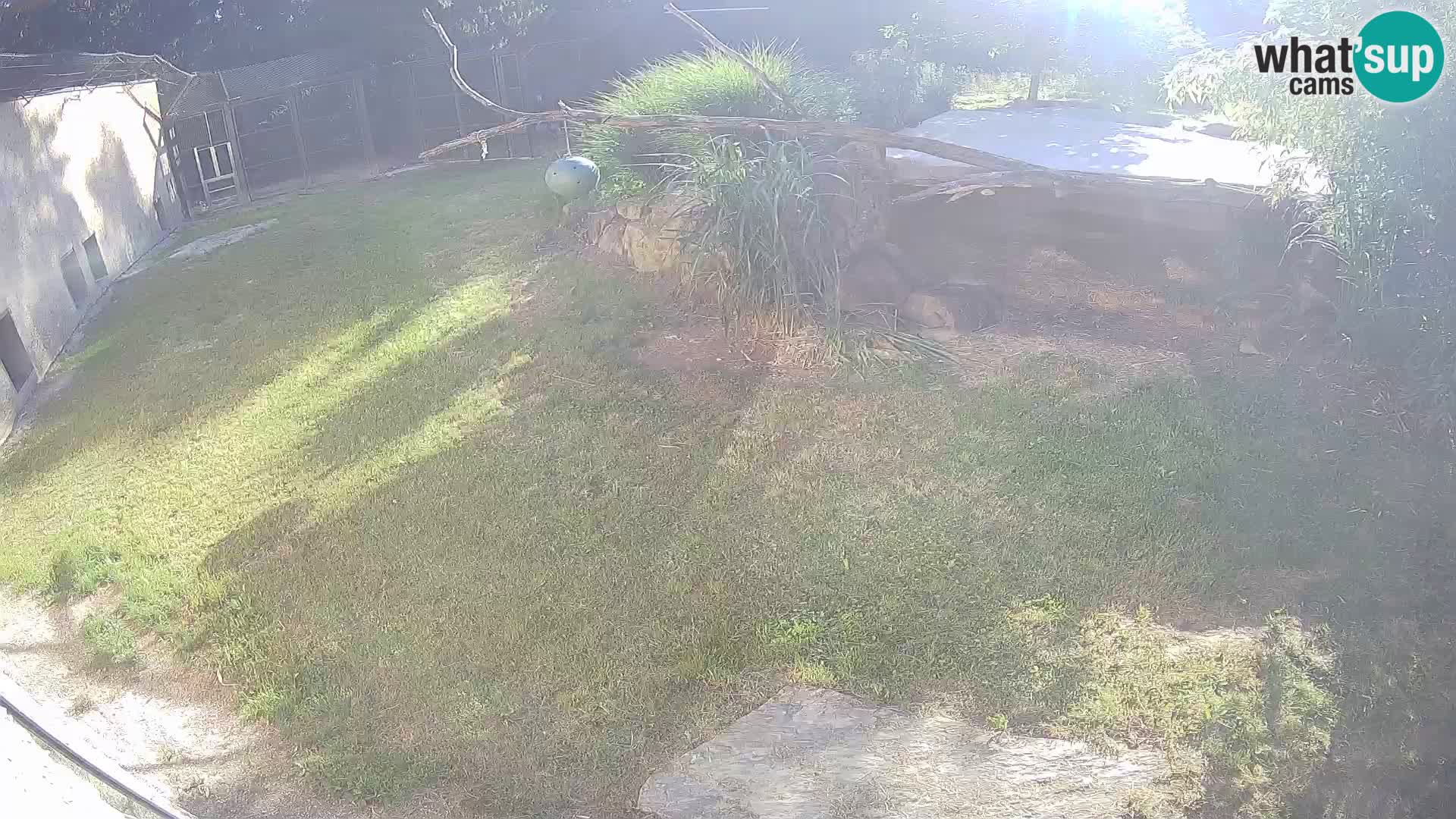 LION webcam en direct du zoo de Ljubljana – Slovénie