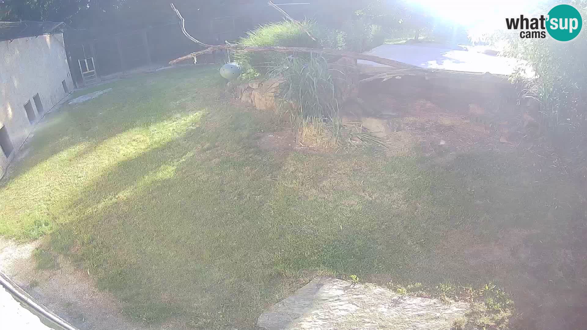 LION webcam en direct du zoo de Ljubljana – Slovénie
