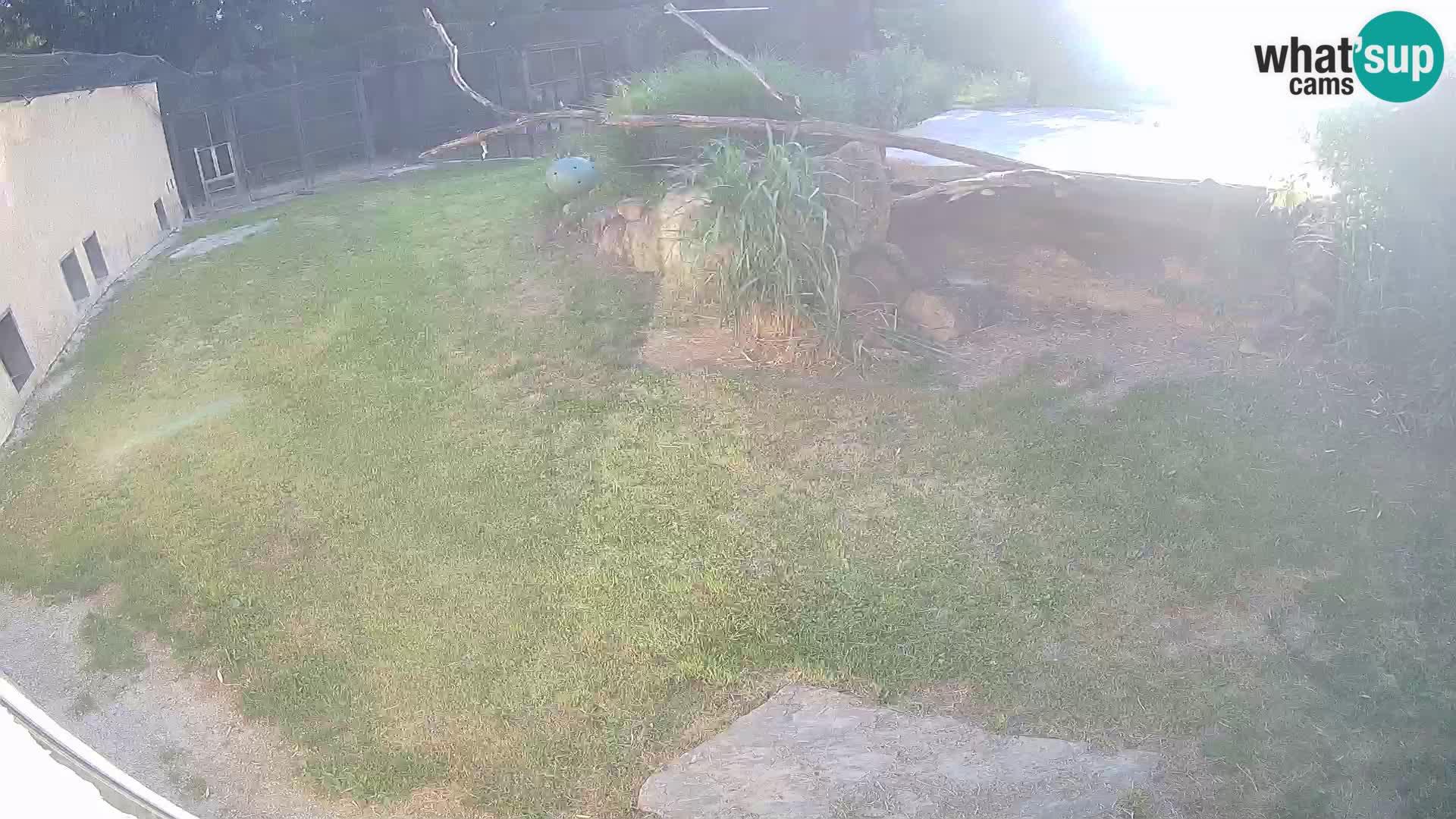 LEON Webcam en vivo en Ljubljana Zoo – Eslovenia