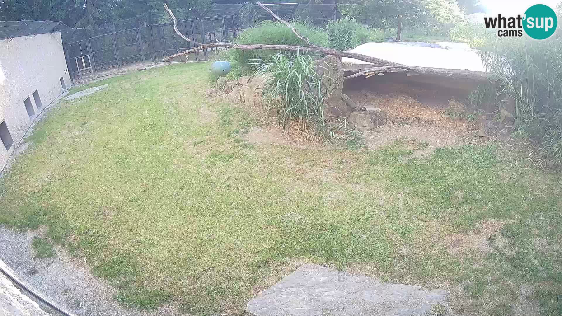 LEONE live Webcam nello zoo di Lubiana – Slovenia