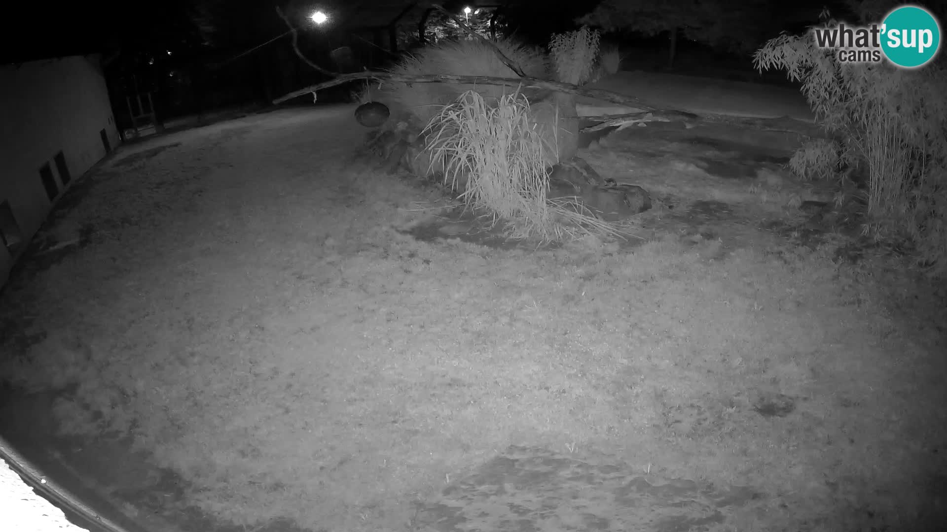 LION live Webcam in Ljubljana Zoo – Slovenia