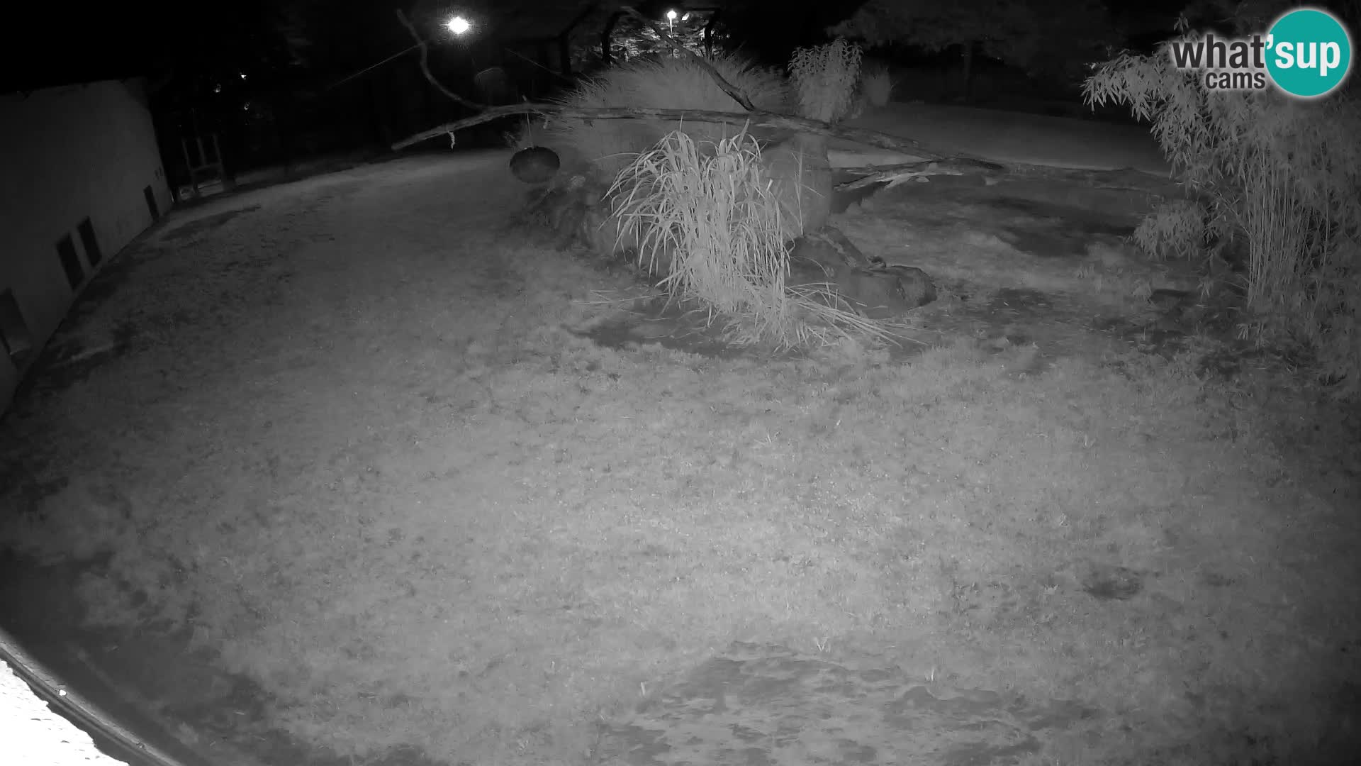LION live Webcam in Ljubljana Zoo – Slovenia