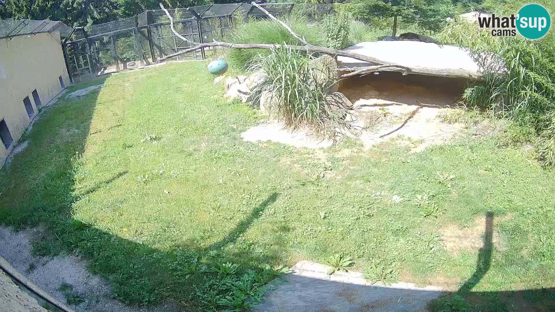LEVI spletna kamera v živalskem vrtu Ljubljana Zoo