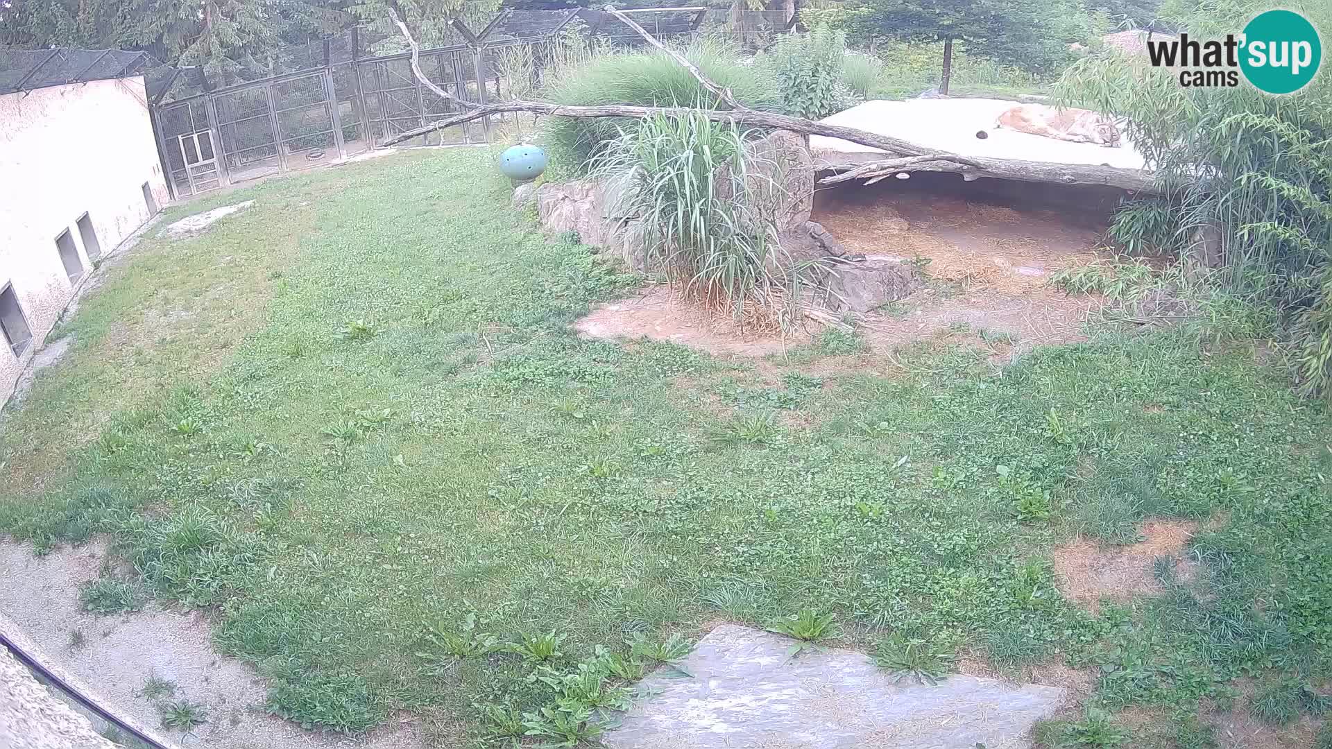 Löwe live Webcam im Zoo von Ljubljana – Slowenien